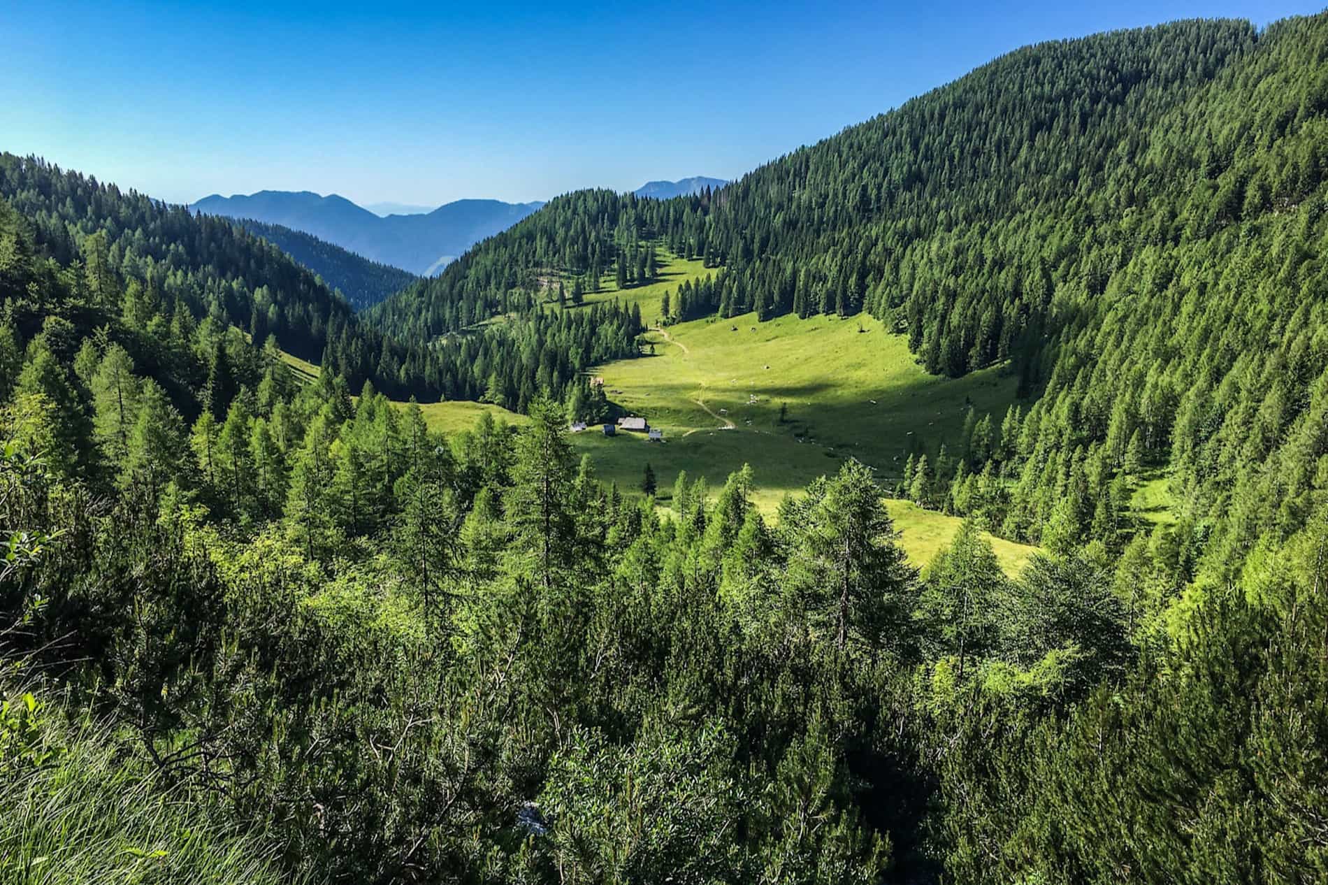 Clearing in the forest of Pokljuka Plateau