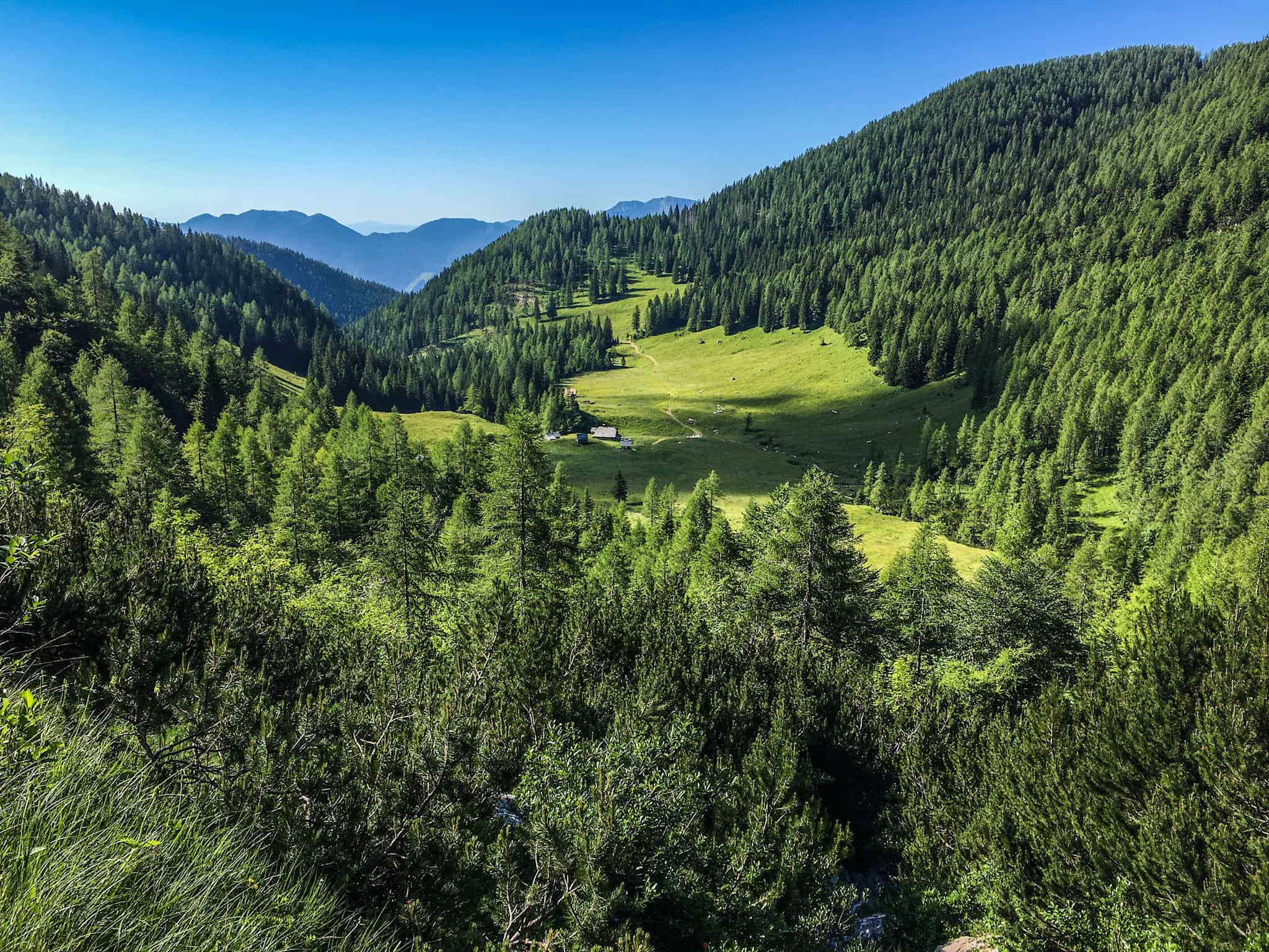 Clearing in the forest of Pokljuka Plateau