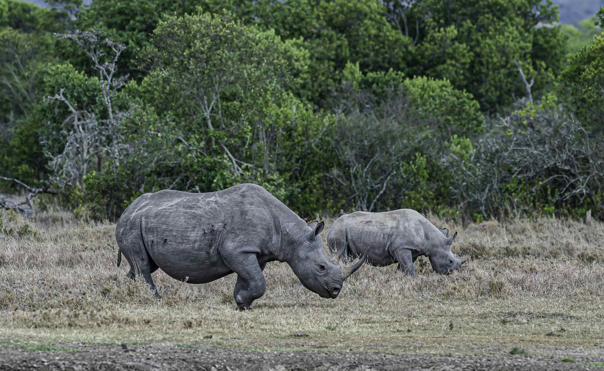 Rhinoceros in Ol Pejeta Conservancy, Kenya. Photo: GettyImages-1438803293