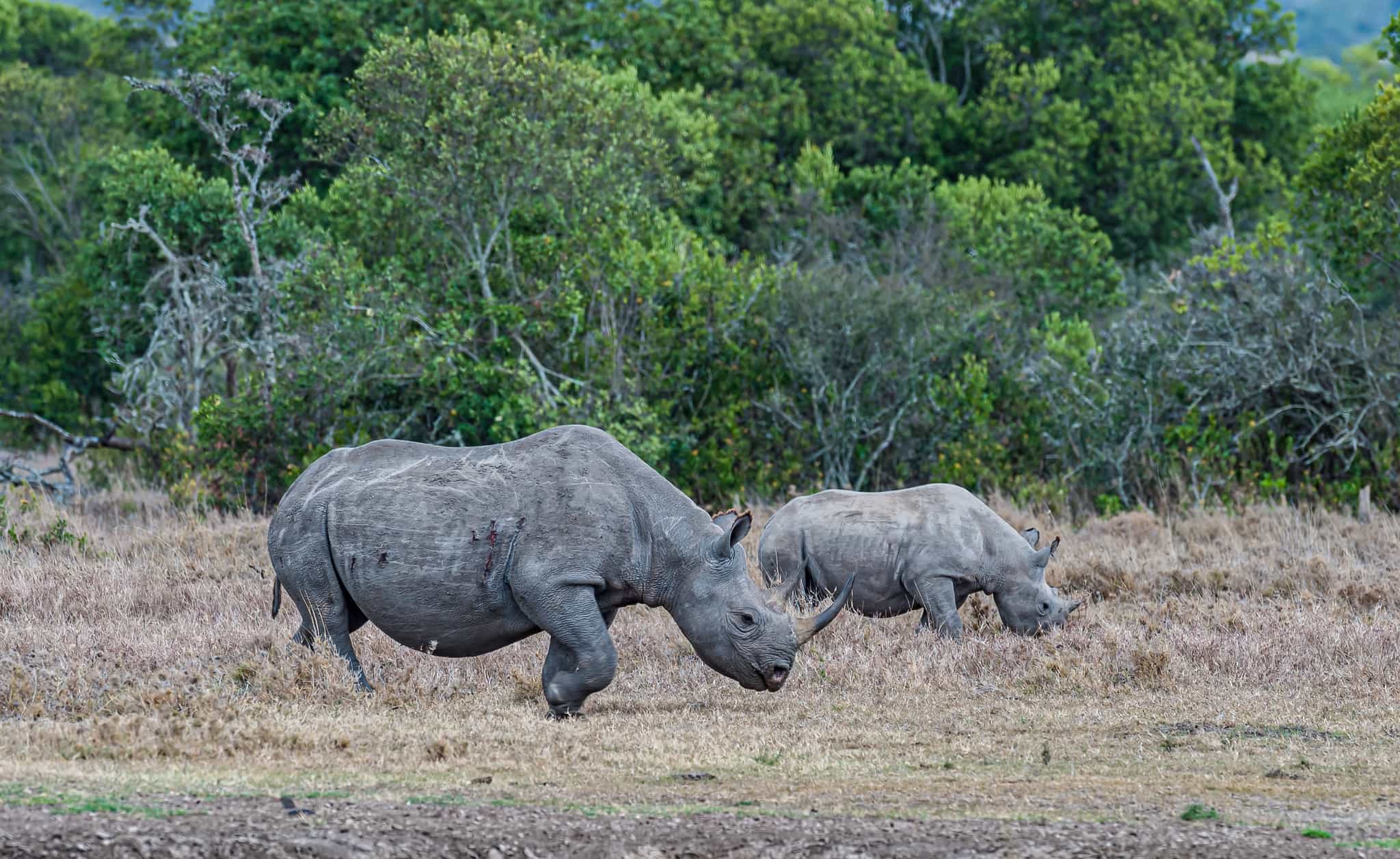 Rhinoceros in Ol Pejeta Conservancy, Kenya. Photo: GettyImages-1438803293