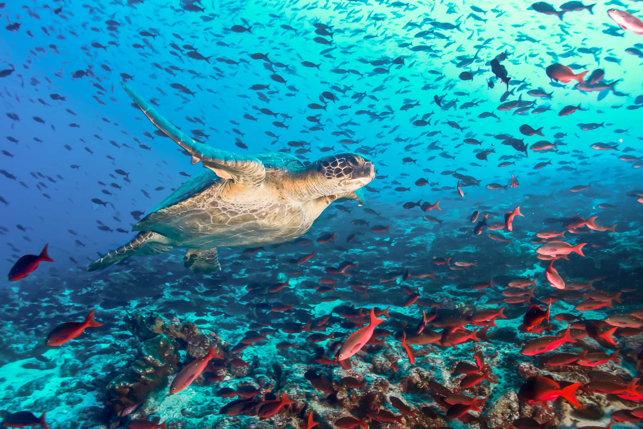 A turtle swims in blue waters surrounded by fish off the coast of the Galapagos Islands.