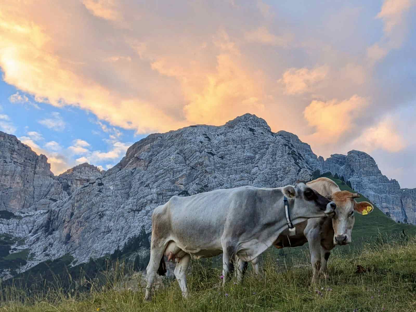 Alpine cows in the Dolomites, Italy. Photo: Host/ Wild in the Dolomiti