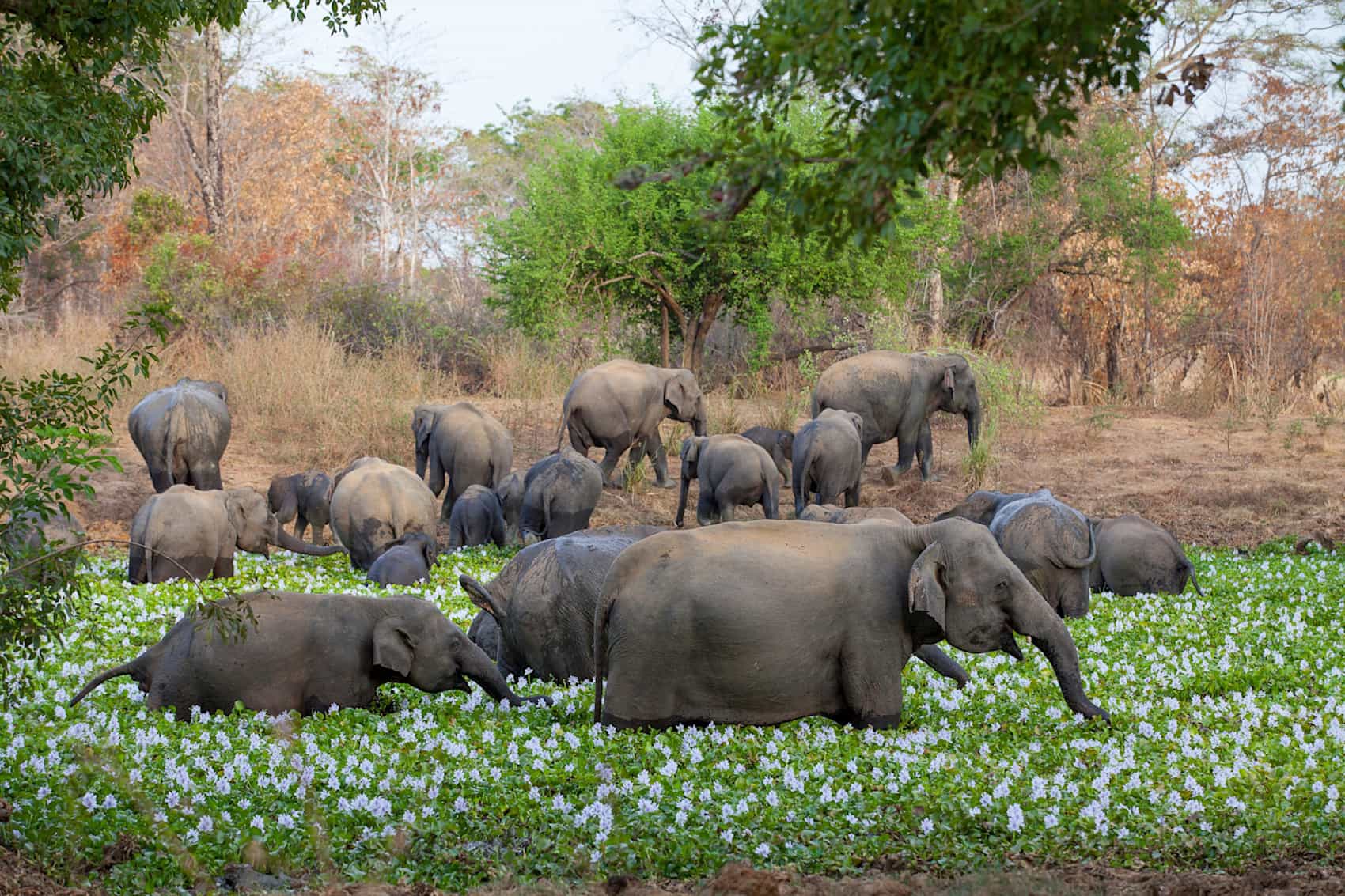 Elephants in the Wasgamuwa National Park, Sri Lanka