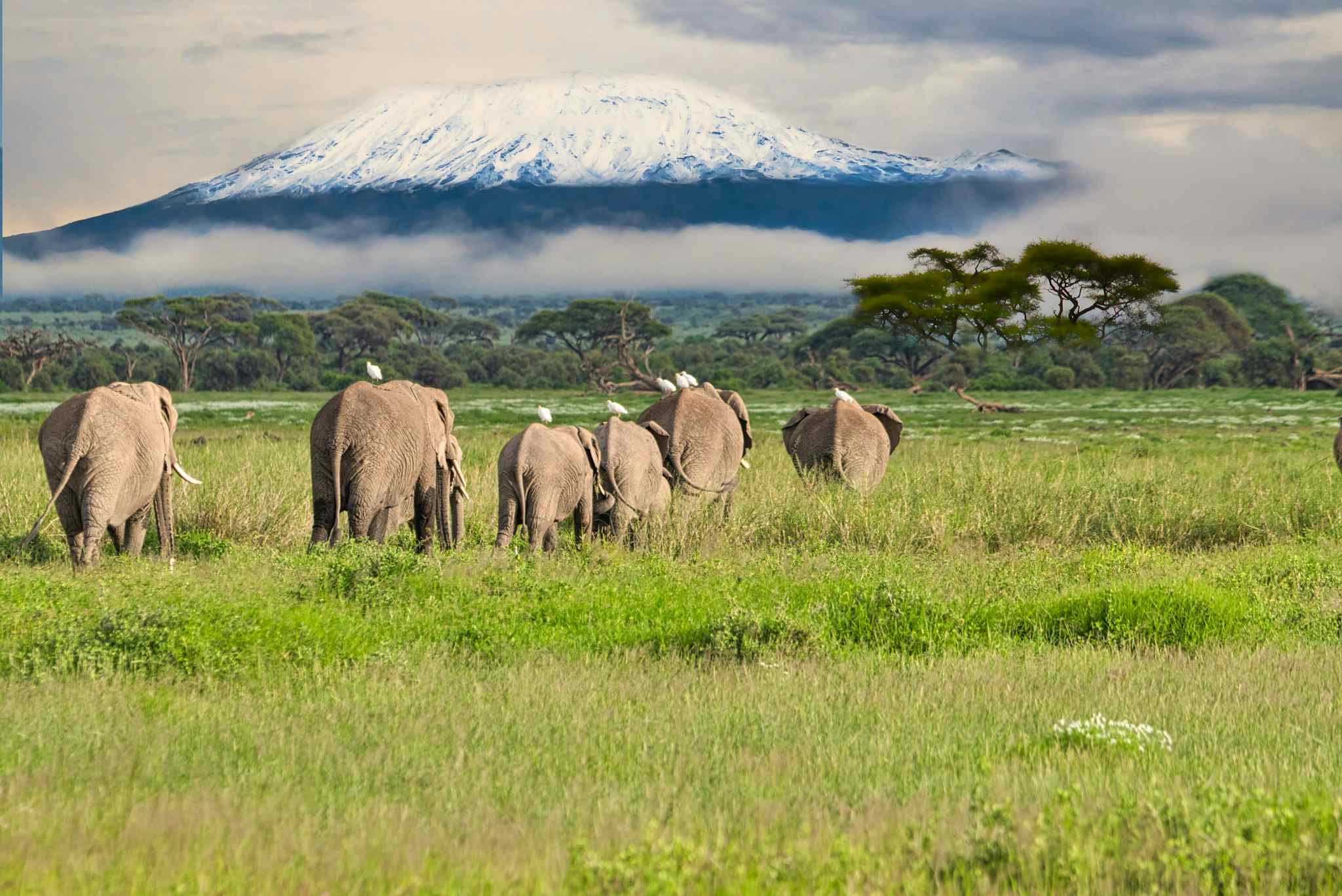 Six elephants walking towards a backdrop of Mount Kilimanjaro and acacia trees, Tanzania.