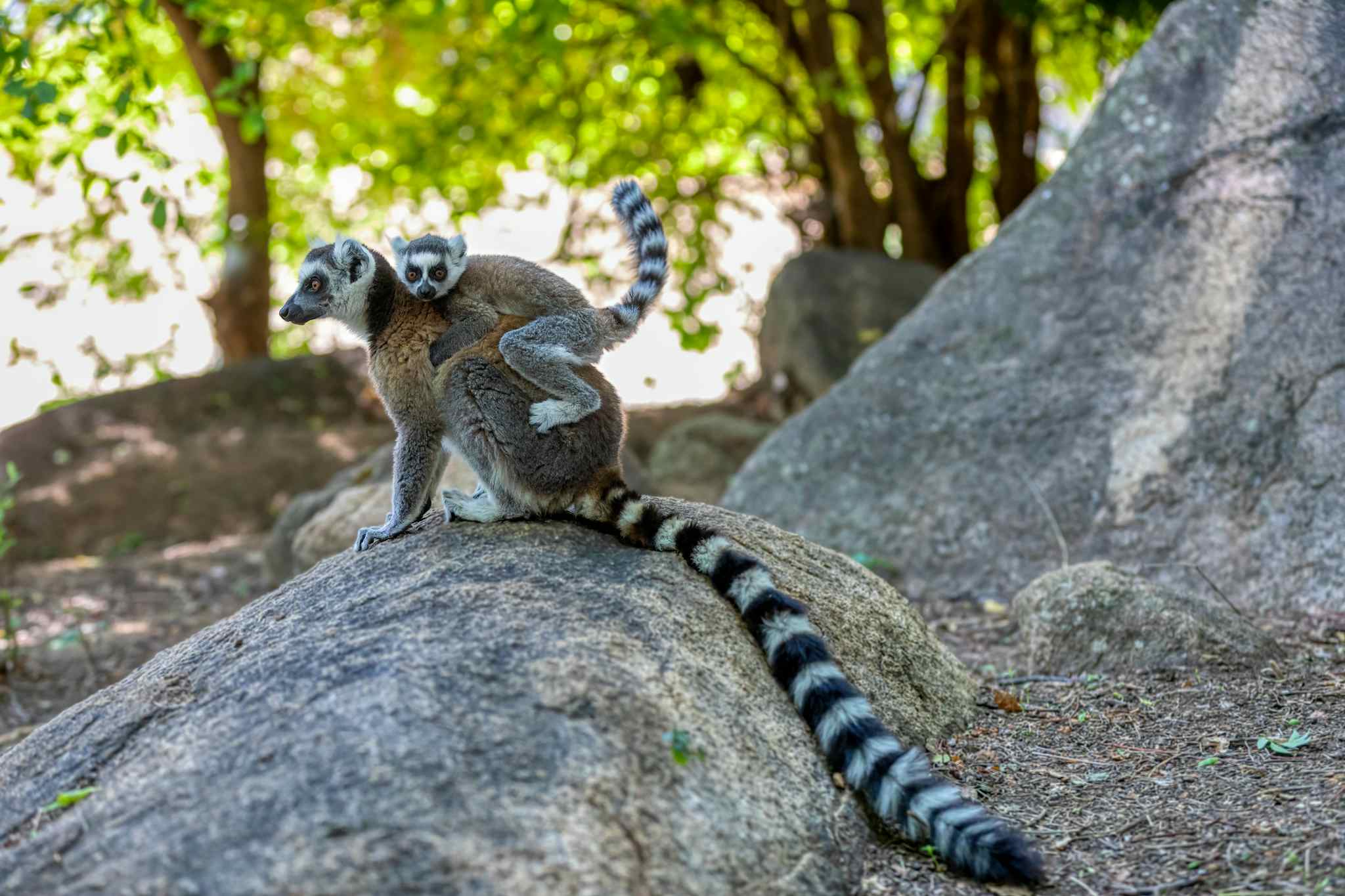 Ring tailed lemurs in Anja community reserve, Madagascar. Photo: GettyImages-1454340022