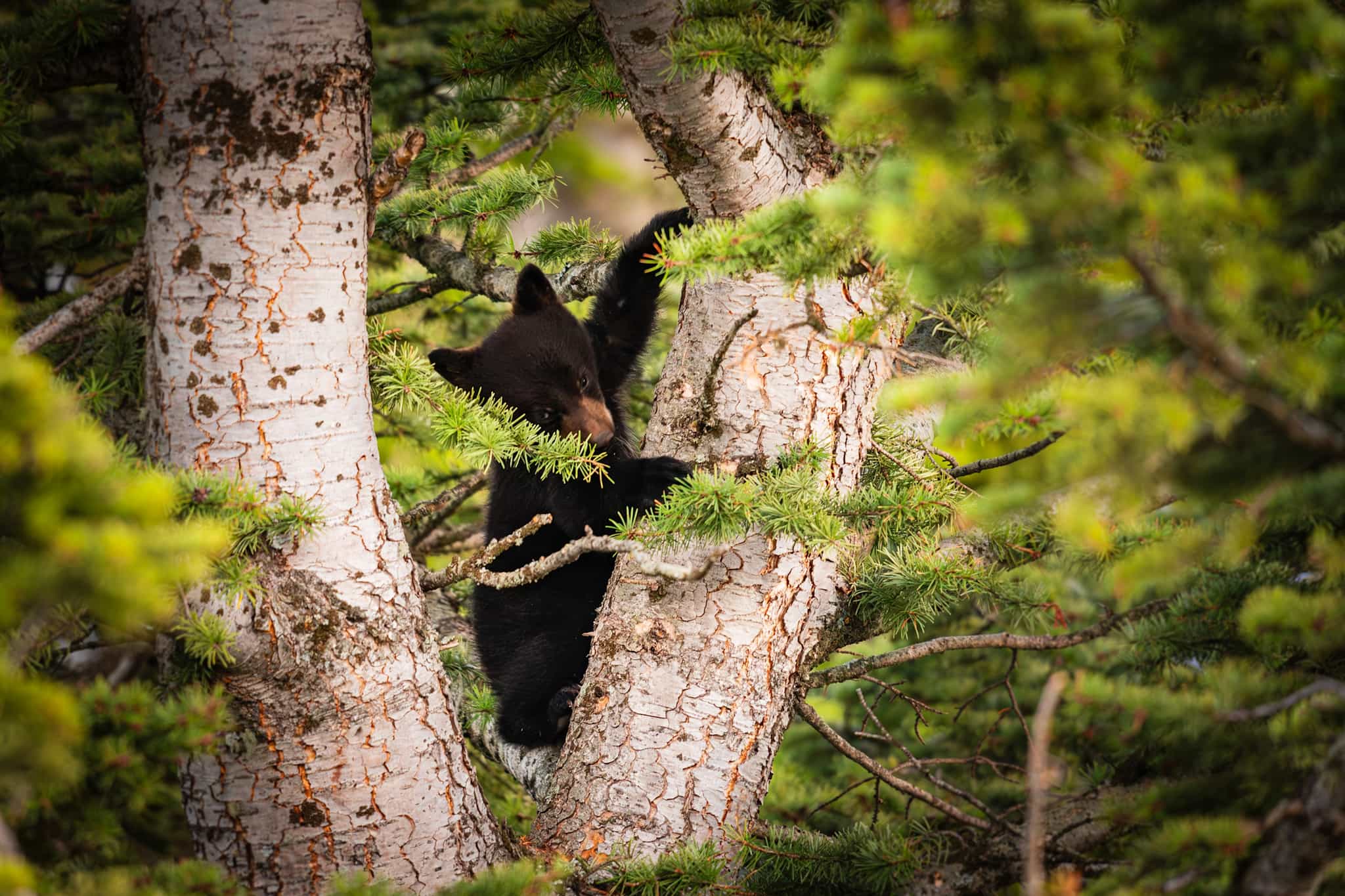 Baby black bear cub in Canadian Rockies.