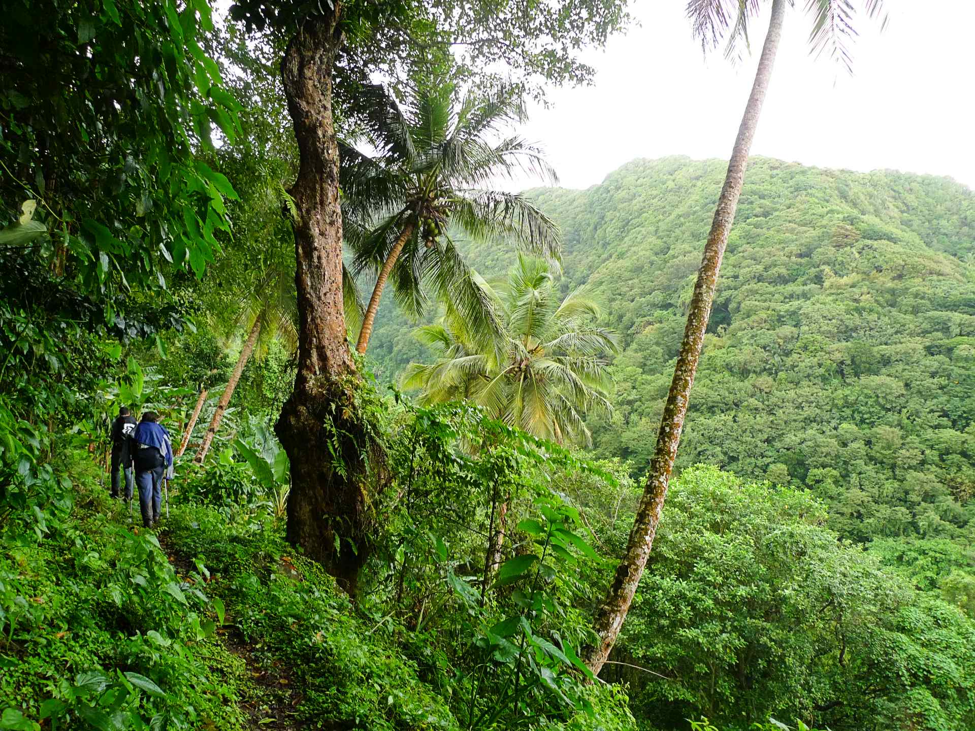 Waitukubuli National Trail, Dominica. Photo: Host/Jungle Trekking Adventures & Safaris
