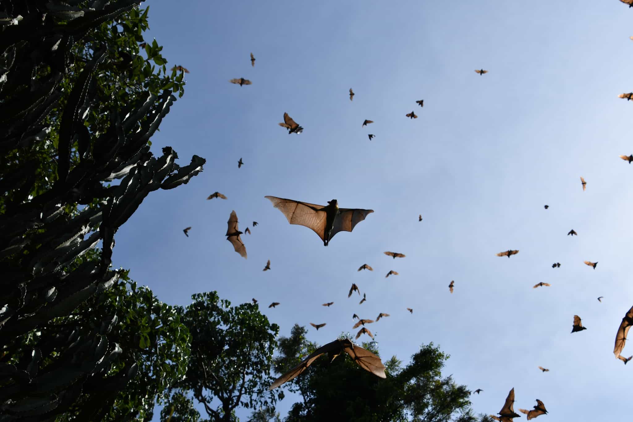 Bats, Napoleon Island, Lake Kivu. Photo: Host/Kingfisher Journeys