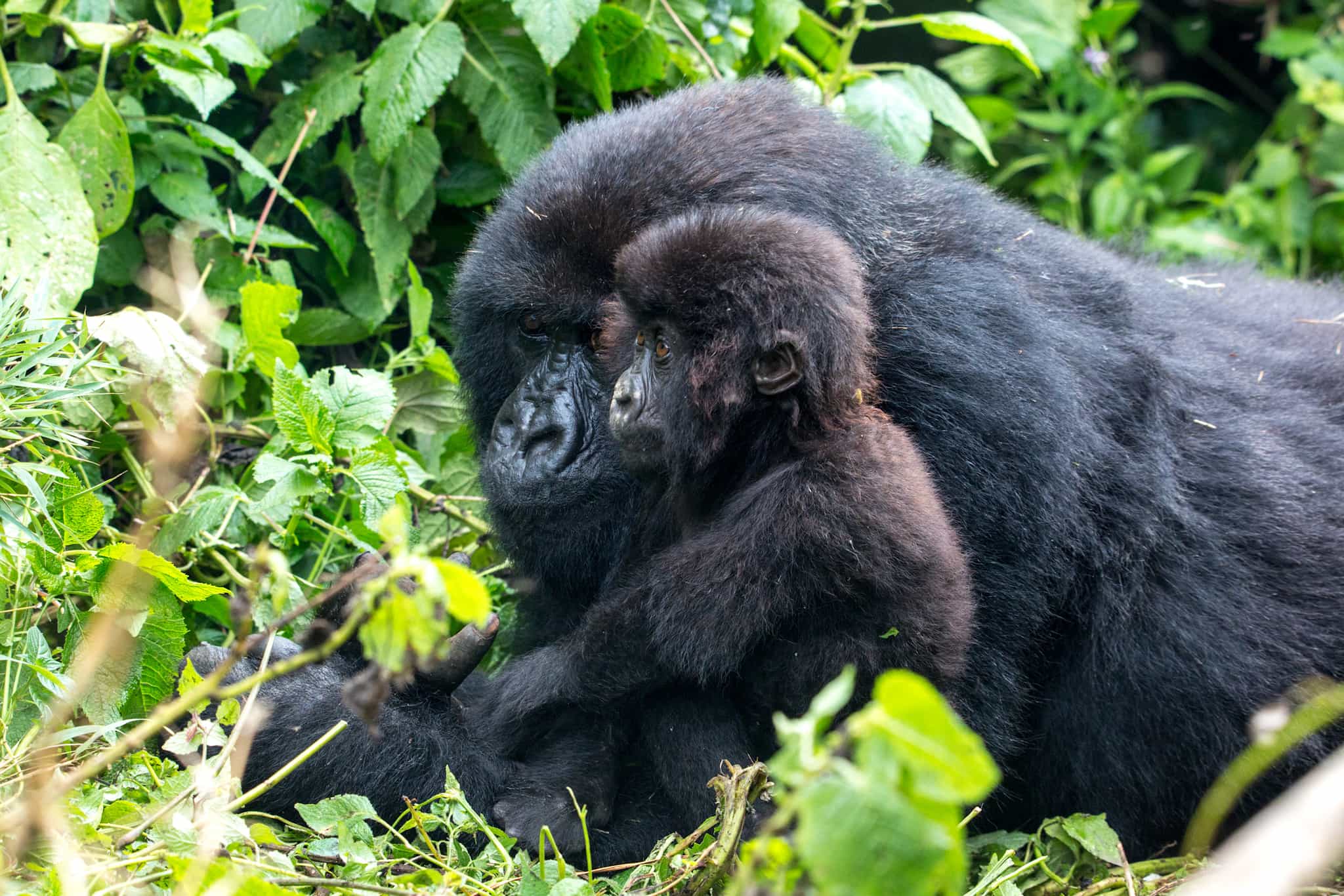 Gorillas, Volcanoes NP. Photo: Visit Rwanda TB