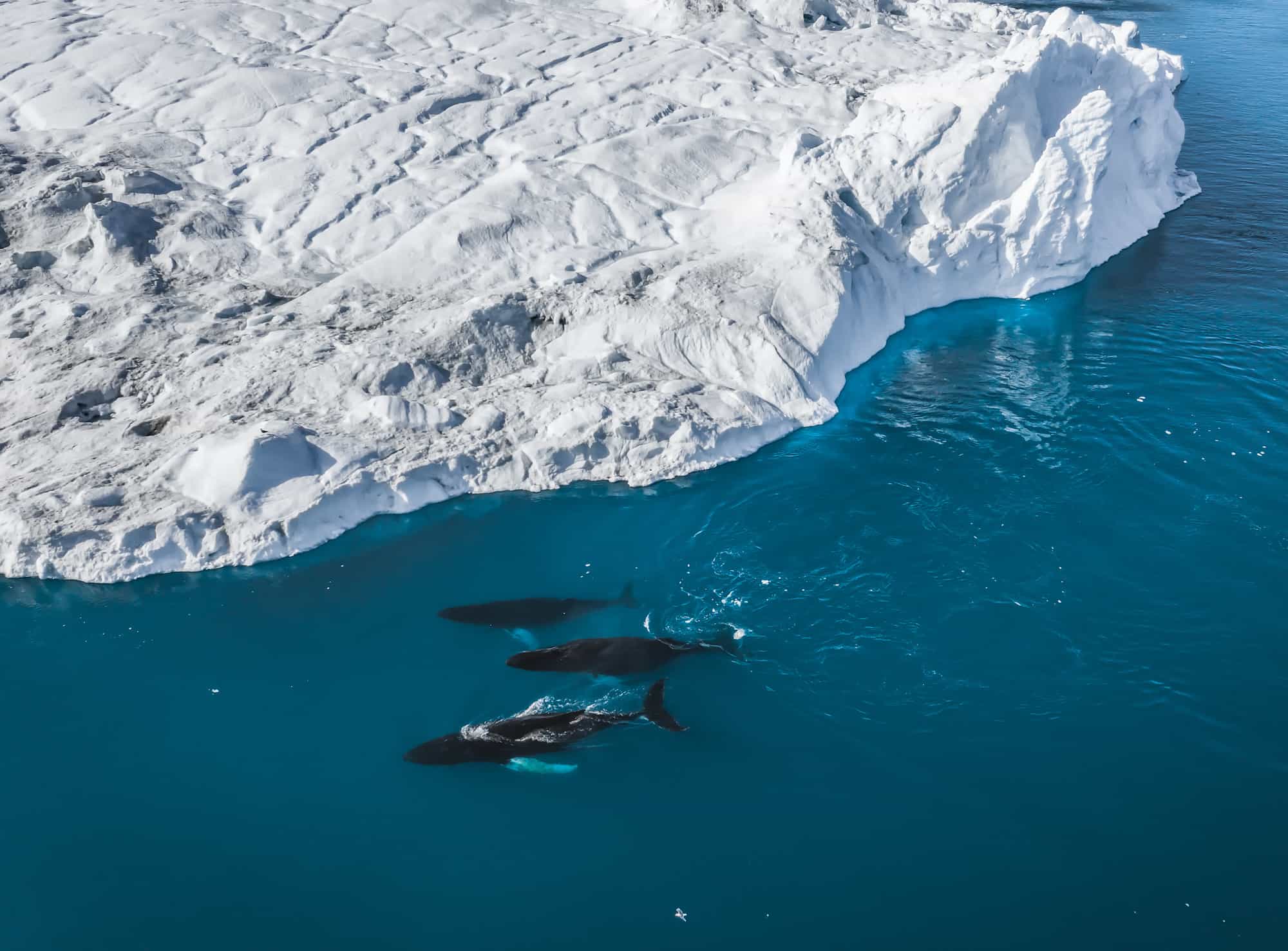 Humpback Whales in Greenland.