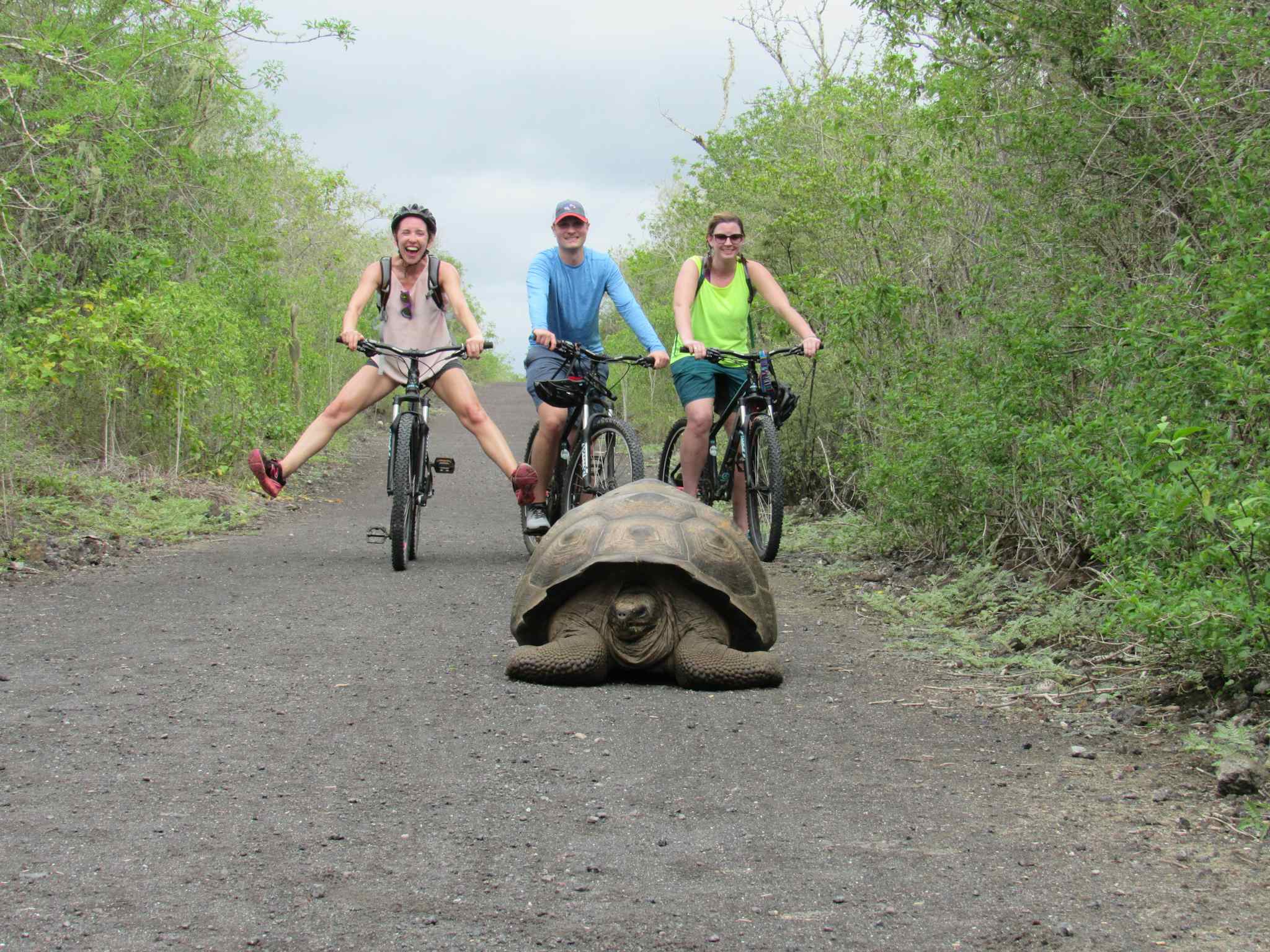 Three cyclists smile at a giant tortoise in the middle of the road in the Galapagos Islands. 