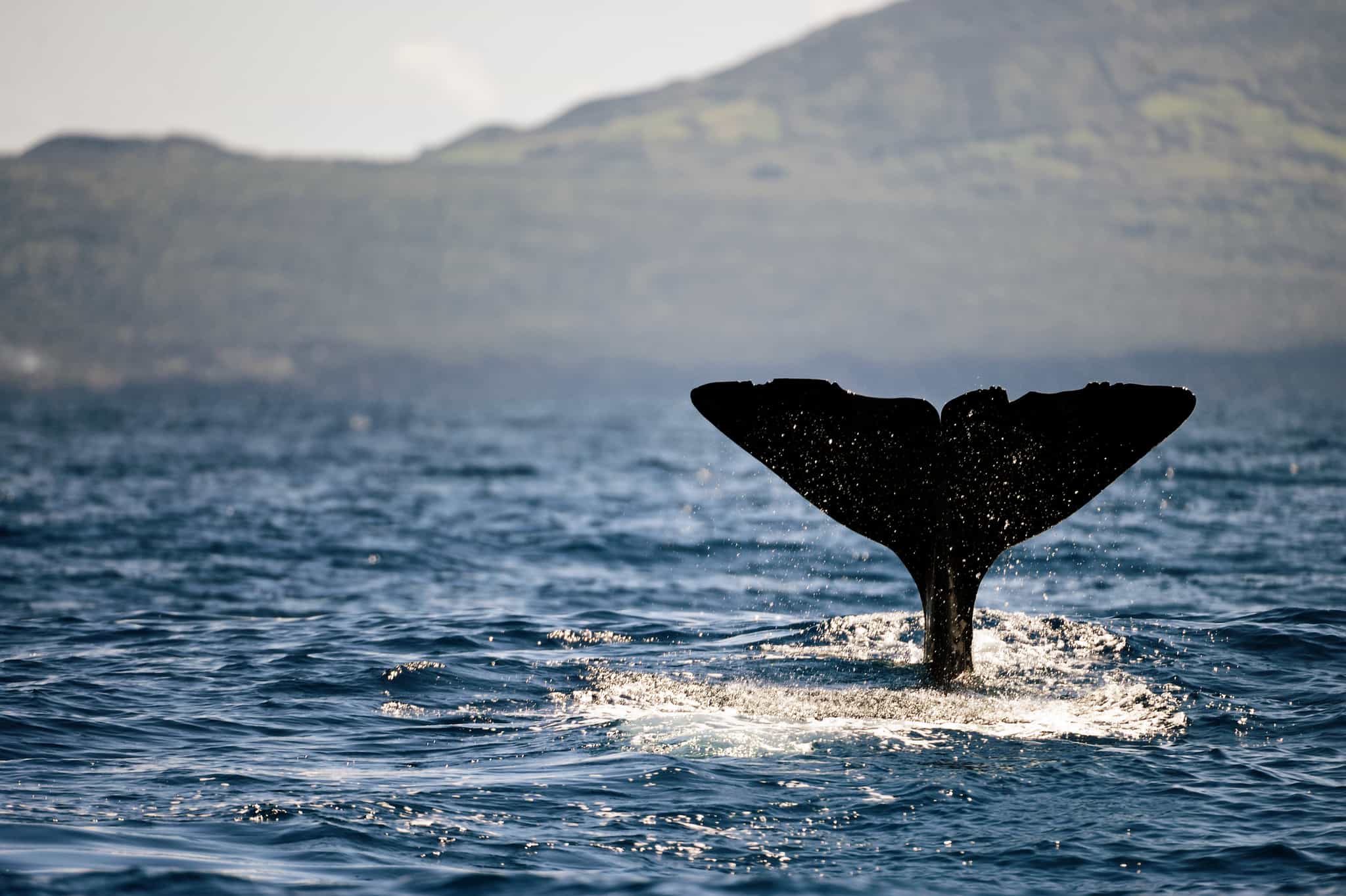 Close-up of a sperm whale fluke in the Azores.