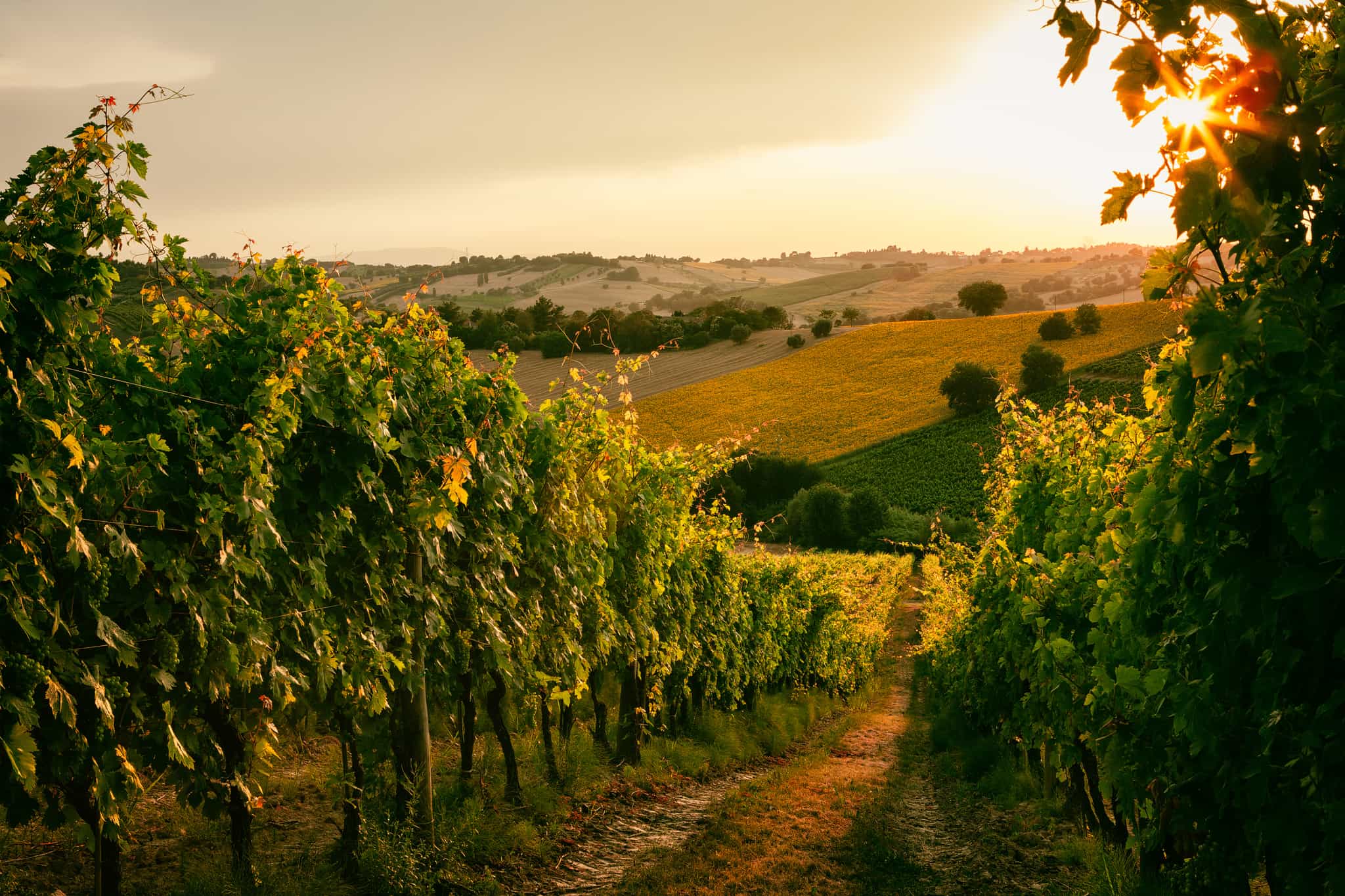 Vineyard, Le Marche, Cycling, Italy, Getty