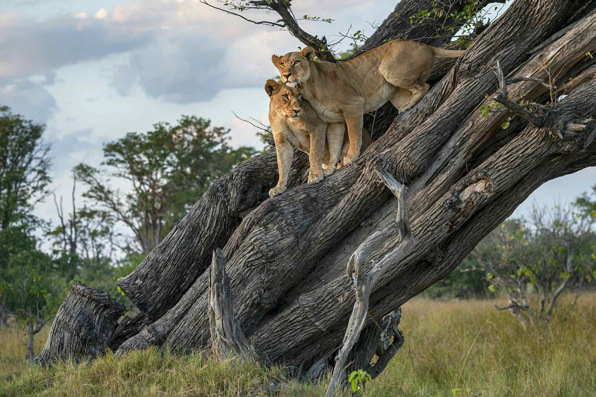 Lions up a tree in Botswana. Photo: GettyImages-1417468120