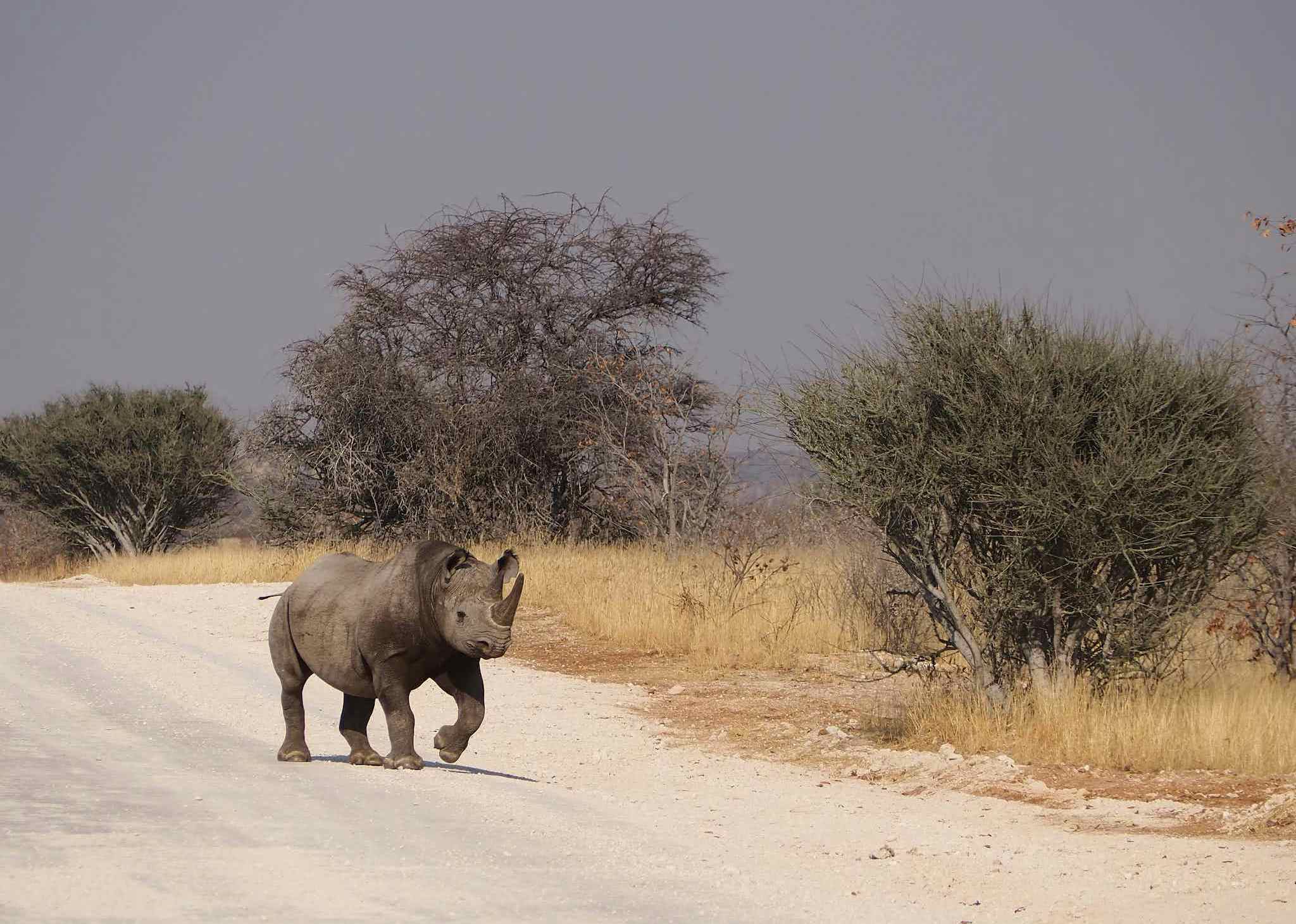 Rhino Nambia james-dutton