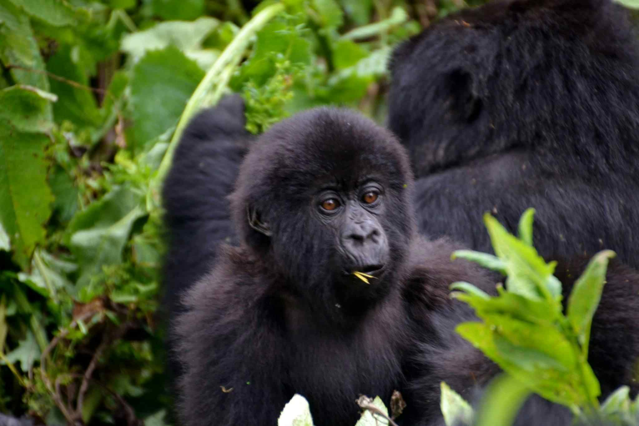 Mountain Gorilla, Rwanda. Photo: Much Better Adventures/Marta Marinelli