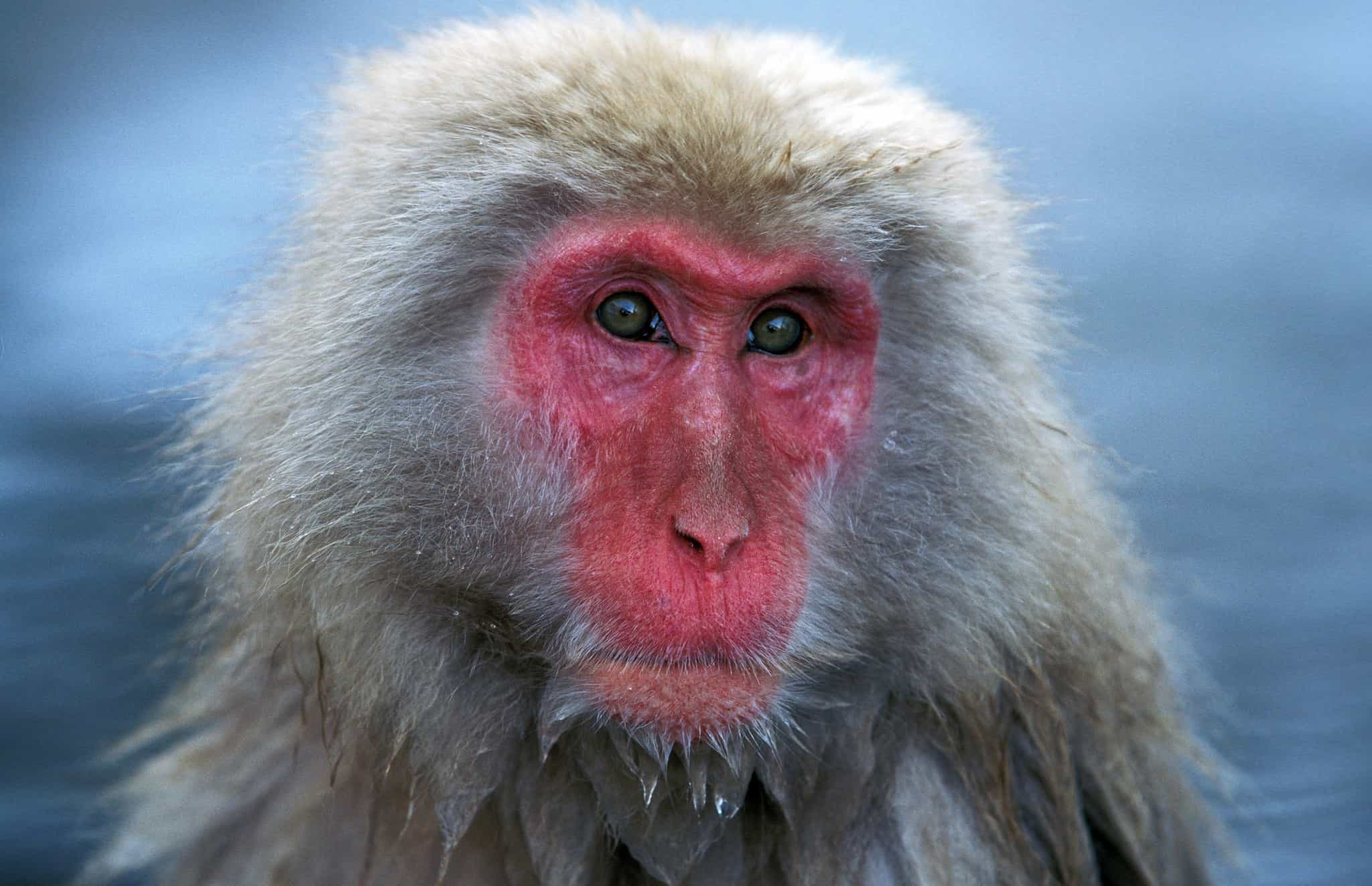 Snow monkey, Japan. Photo: GettyImages-1257177956