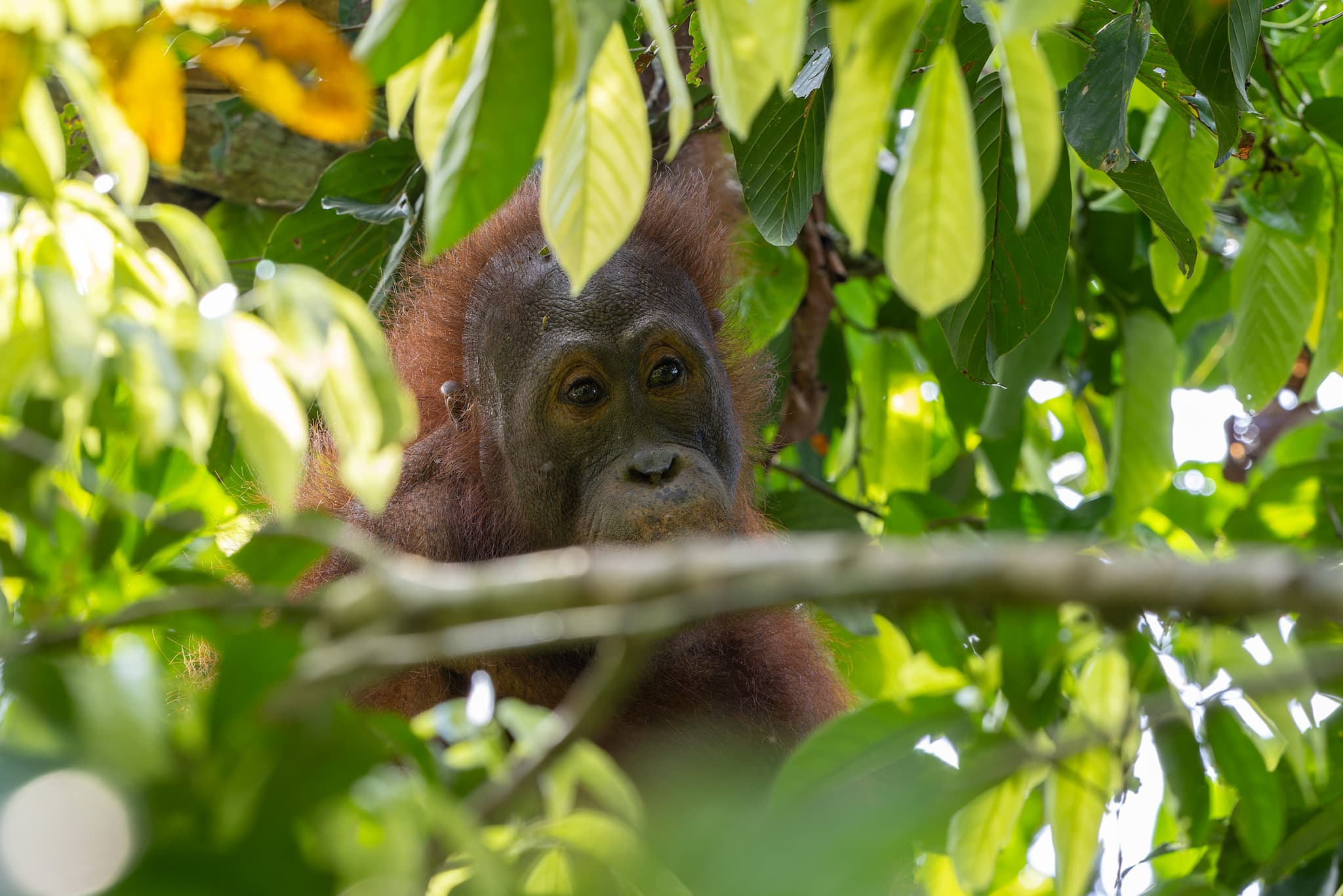 Wildlife Adventure in Borneo