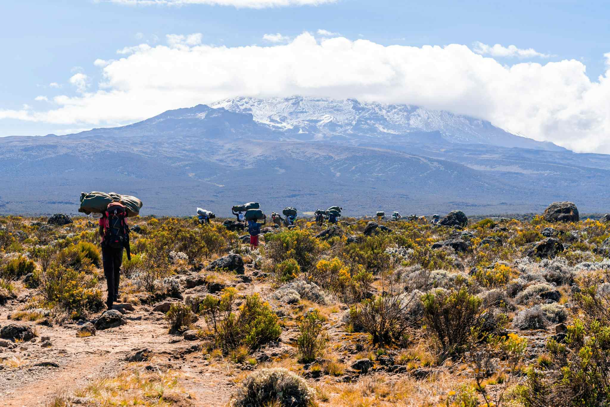 Porters crossing the moorland zone of Mount Kilimanjaro, Tanzania.