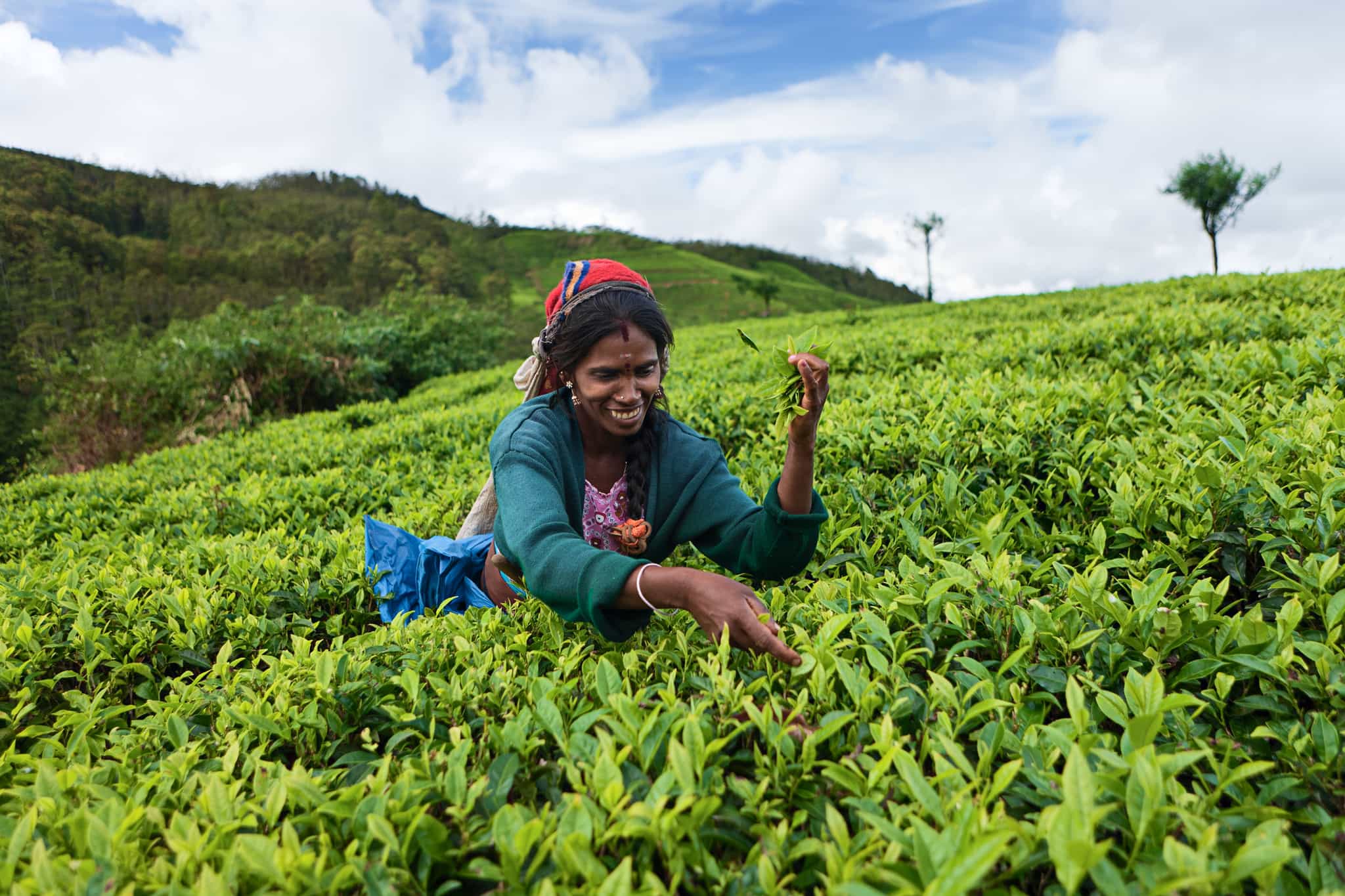 Woman picking tea leaves, Sri Lanka.