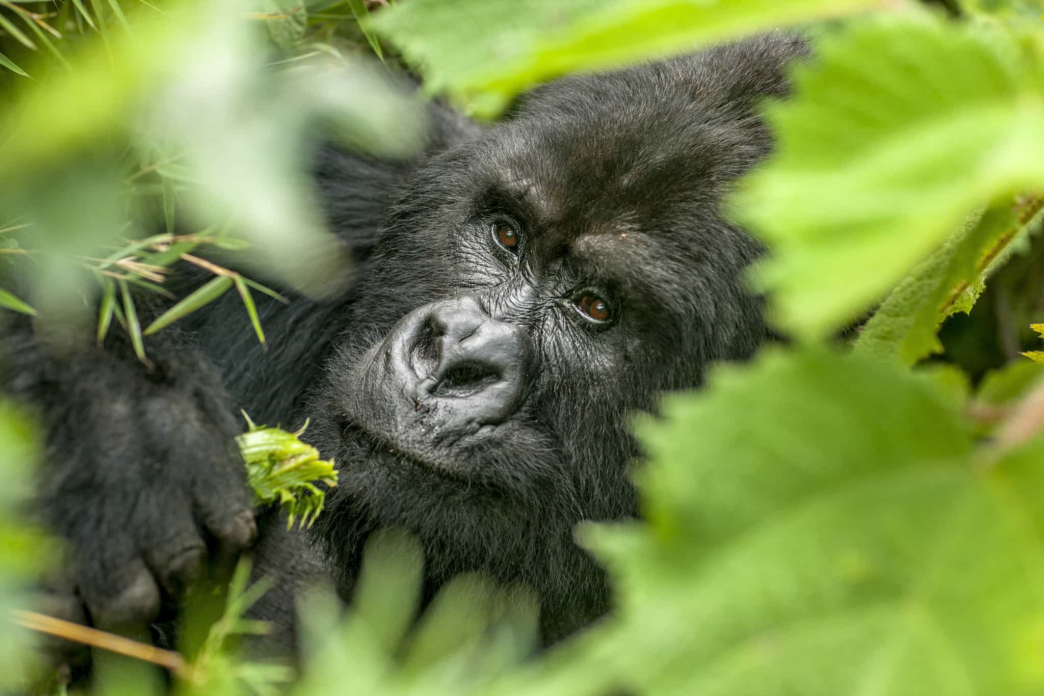 Gorilla in Volcanoes National Park.