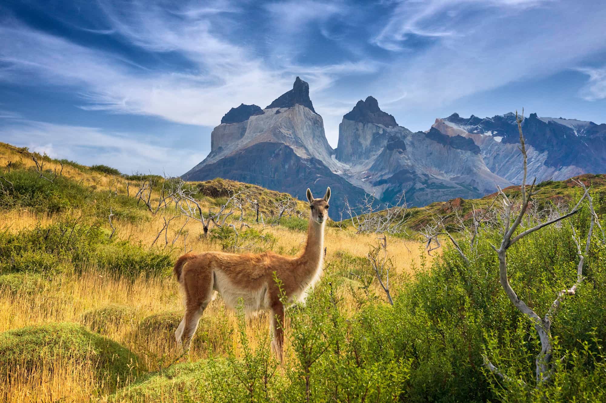 Guanaco stands in from of the Cuernos Peaks in Torres del Paine