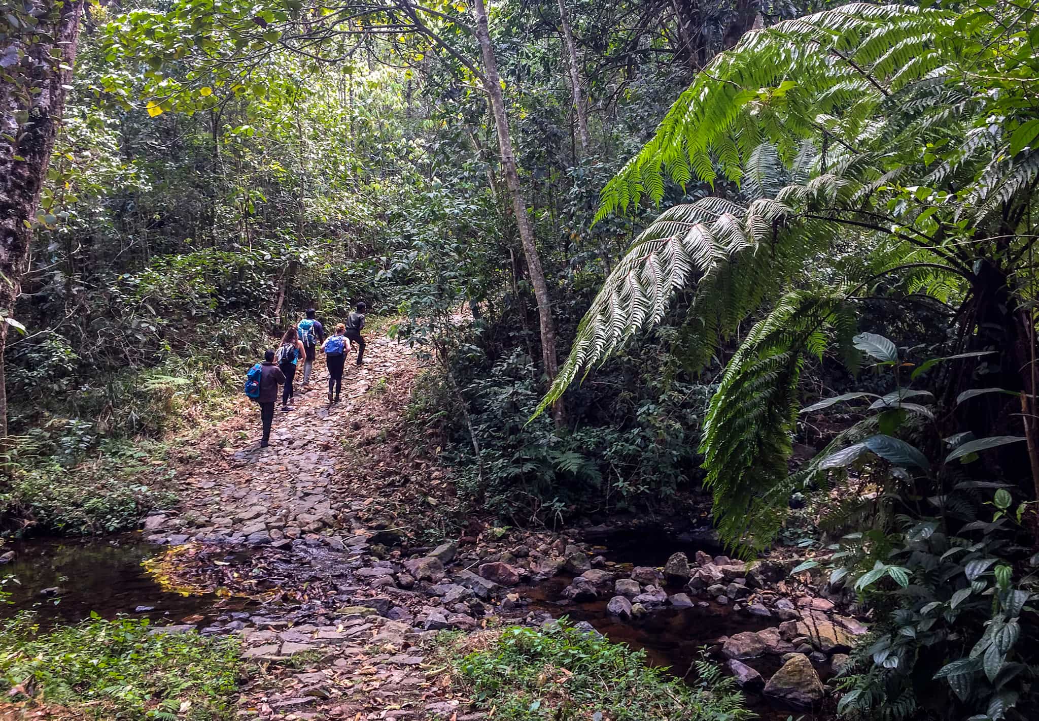 Mathikettan National Park, Kerala, India. Photo: Host/Kalypso Adventures
