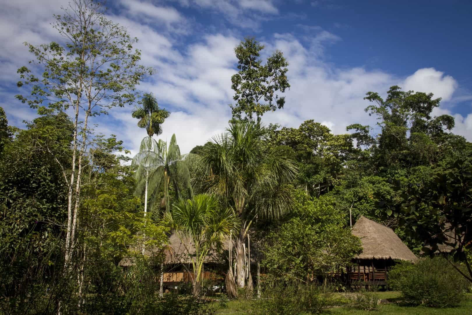 Wildlife Adventure in the Remote Peruvian Rainforest