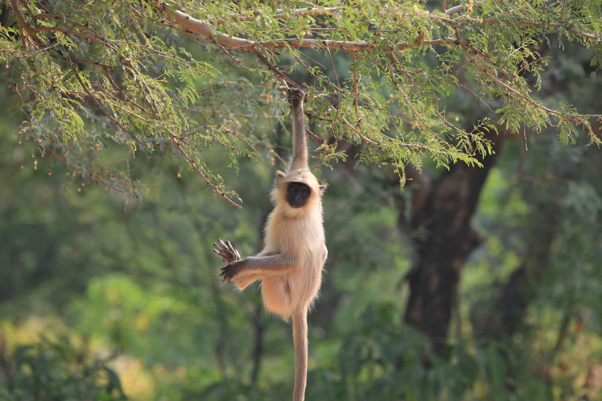 An image of a cute Langur Monkey hanging from one arm taken in India's famous Ranthambhore National Park. Photo: GettyImages-467448180

