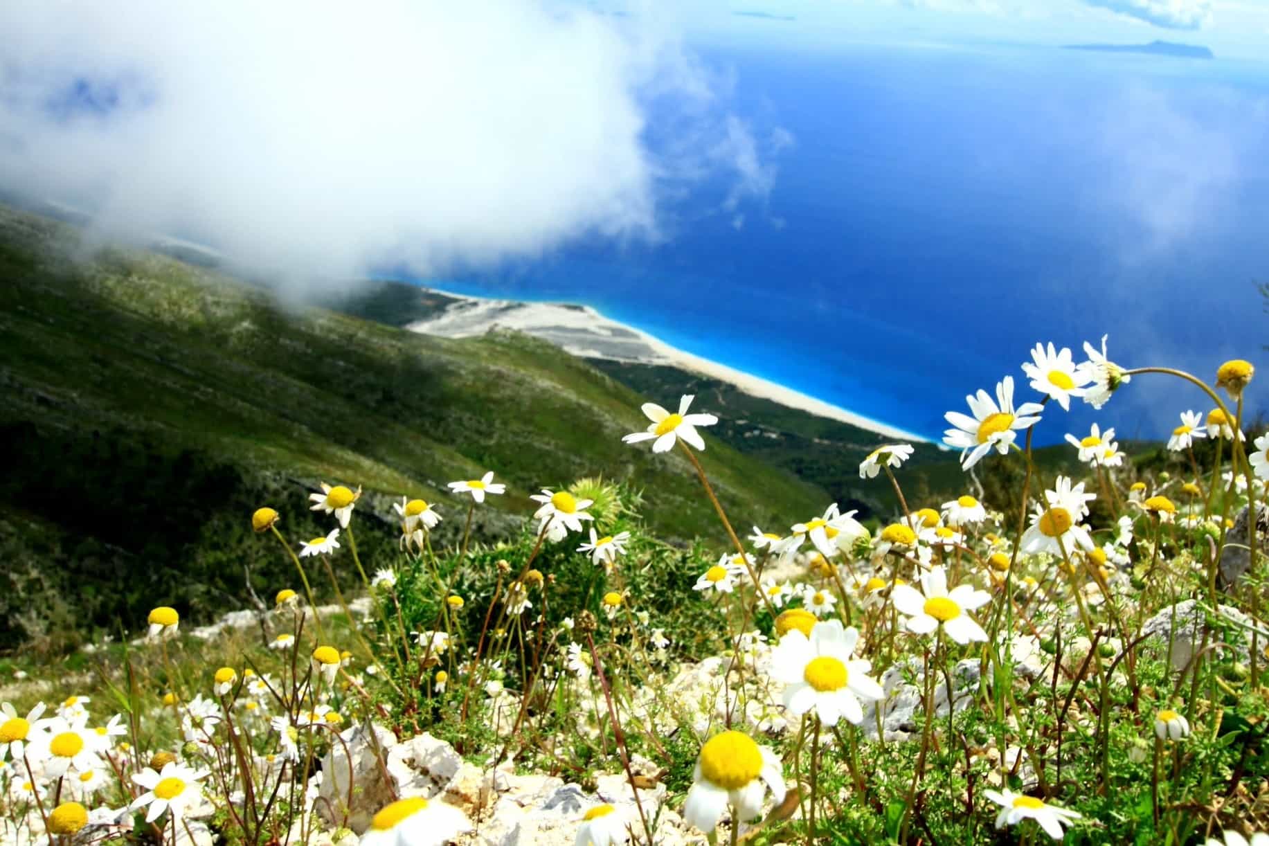 Wildflowers and view to the coast in Llogara National Park, Albania