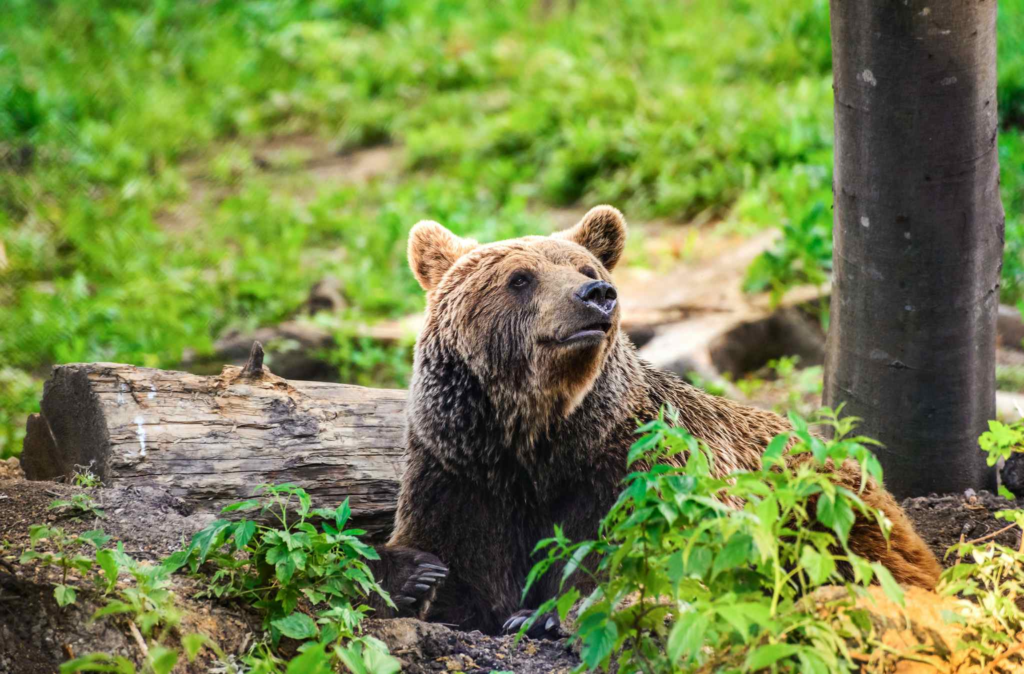 Brown Bear, Romania
Getty: 814515612