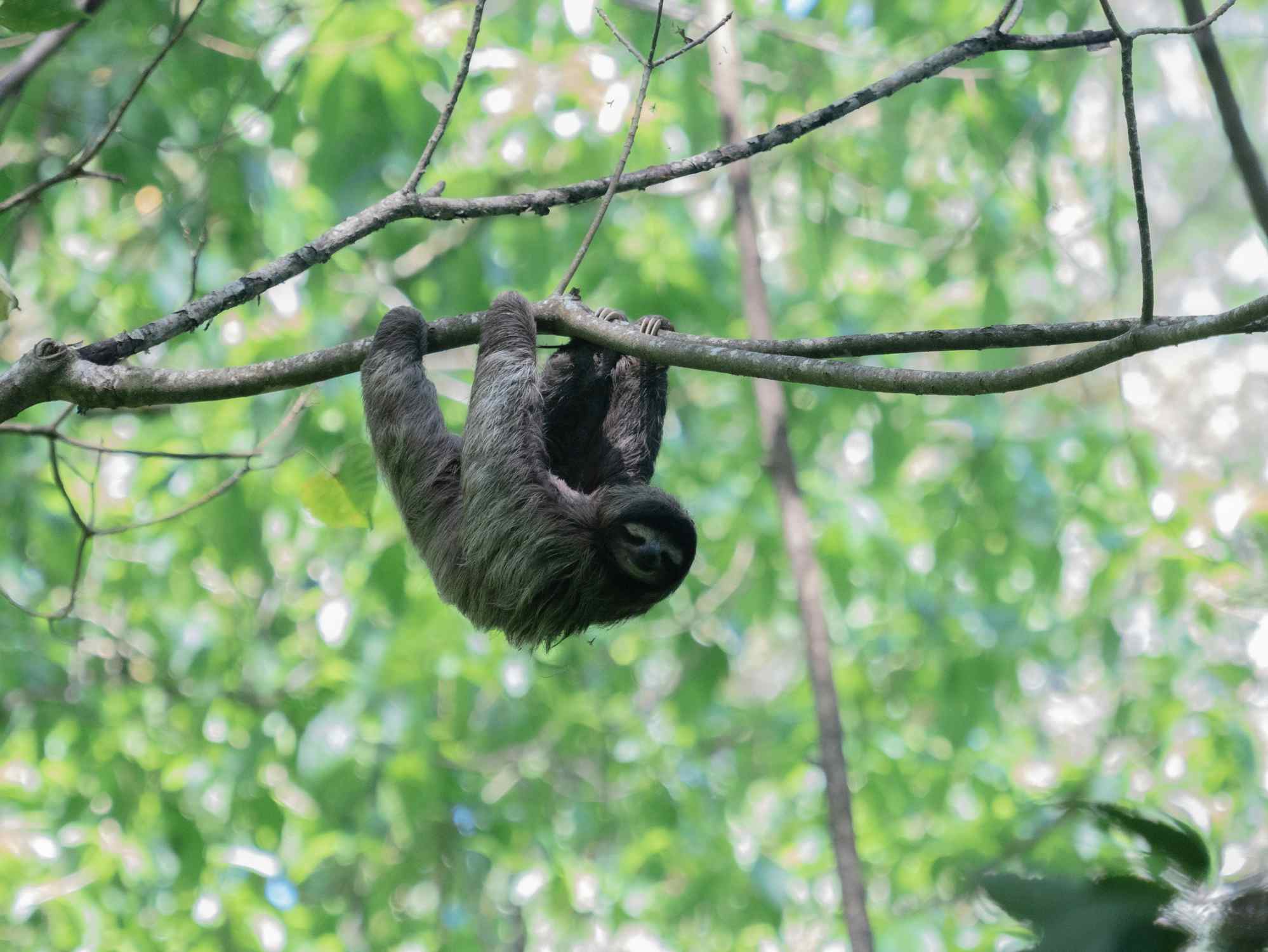 Sloth hanging from a branch in Costa Rica.