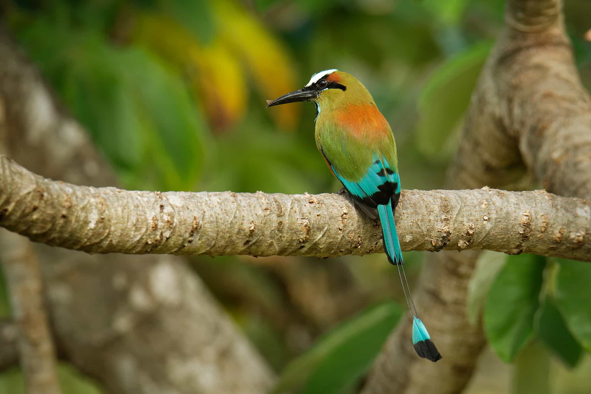 Turquoise-browed motmot, Guatemala.