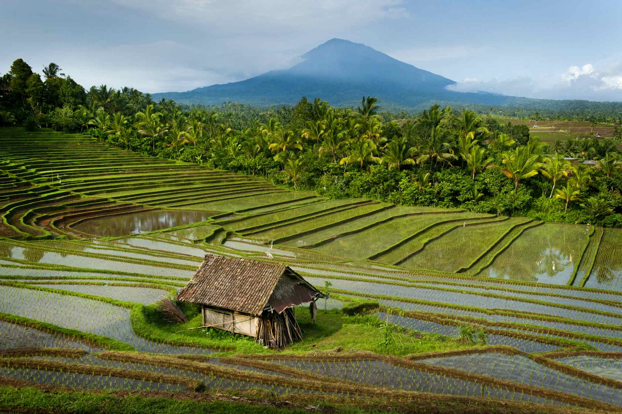 The spectacular rice terraces of Belimbing, Bali with Batukaru in the background
