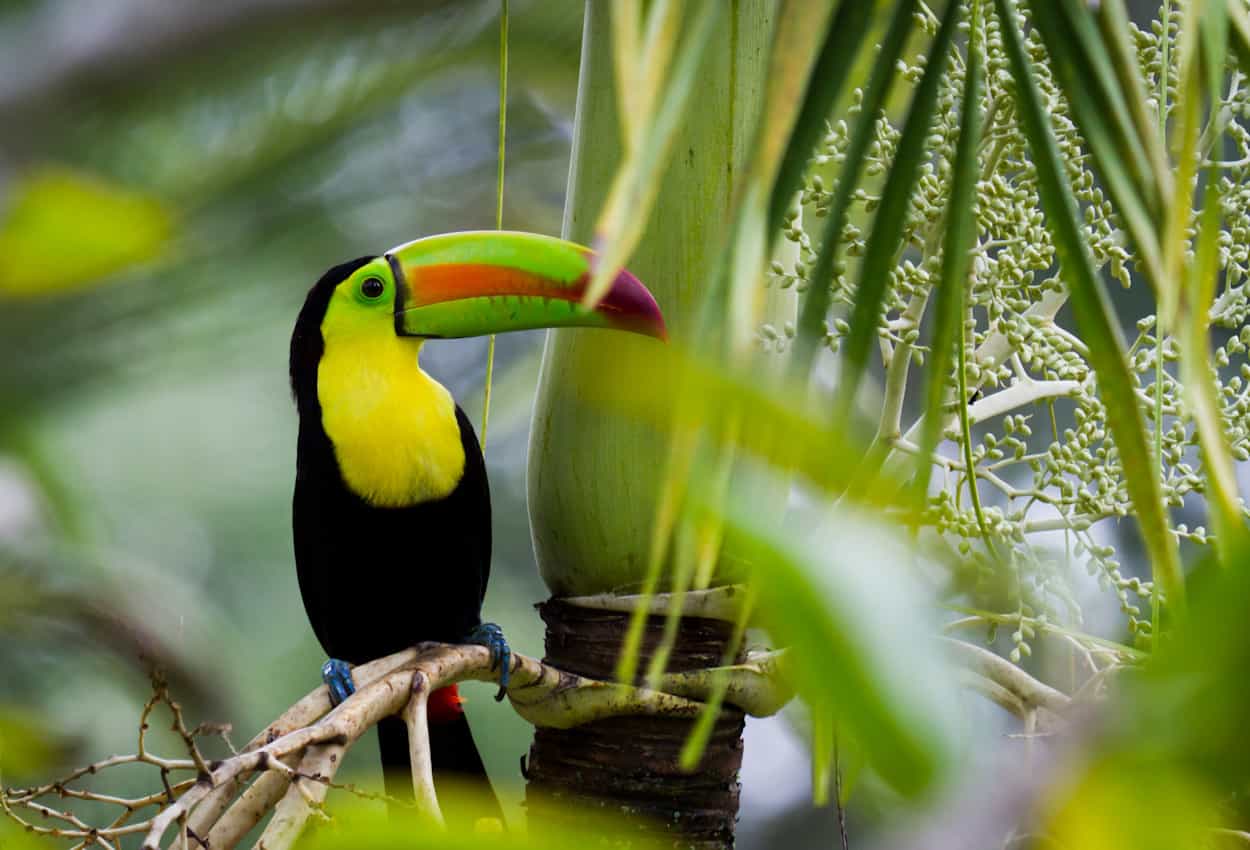 Toucan in belize . Photo, shutterstock 168176765.jpg