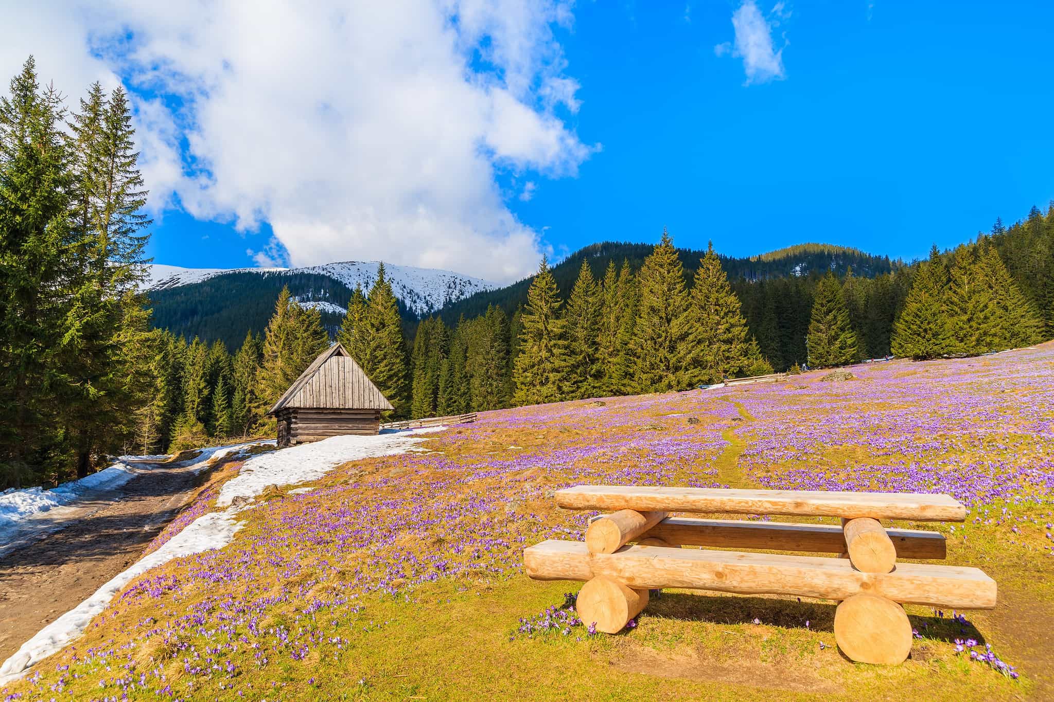 Crocus Meadow in the Chocholwska Valley