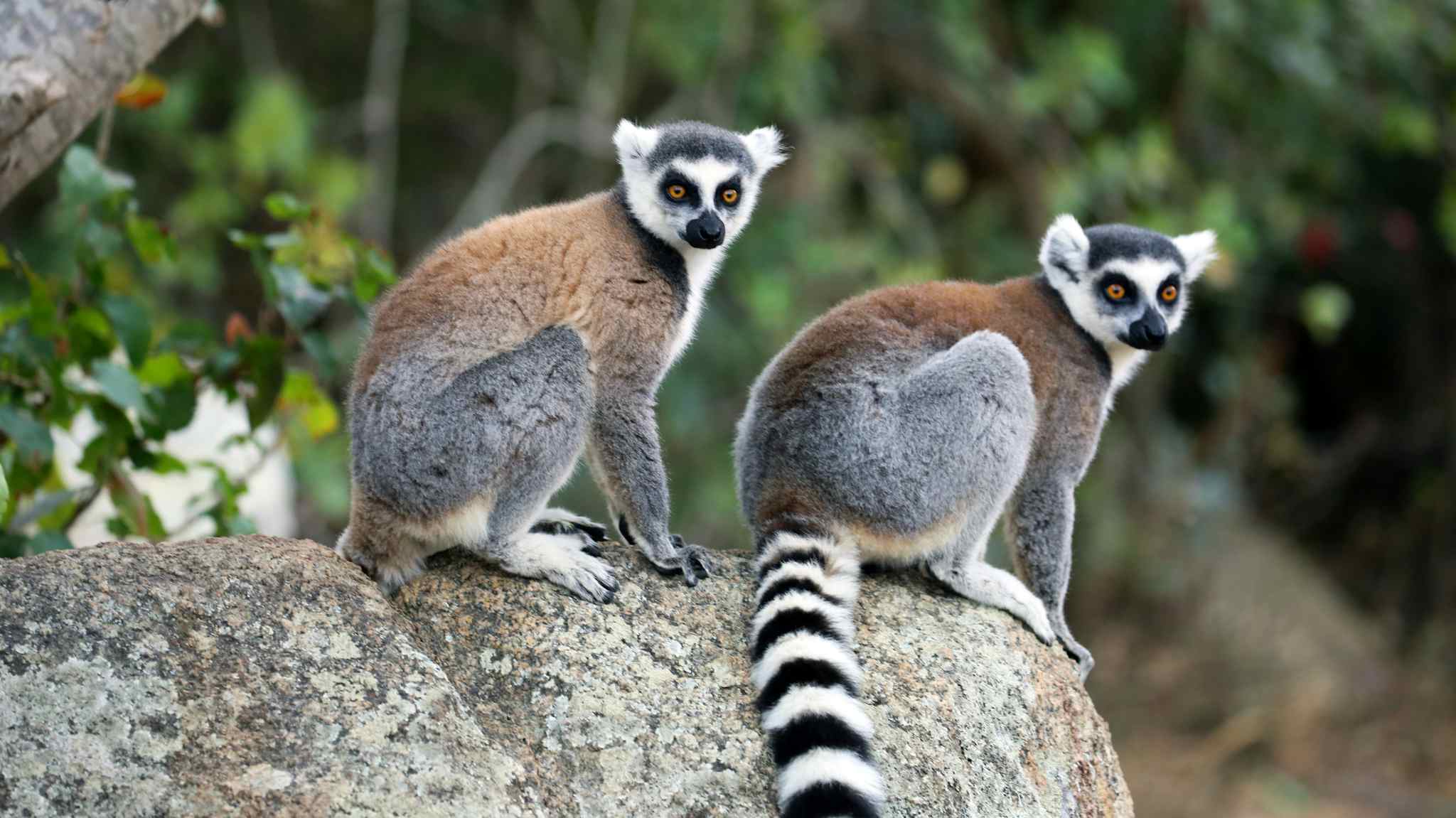 Ring tailed Lemurs in Isalo National Park, Madagascar. Photo: GettyImages-498552680