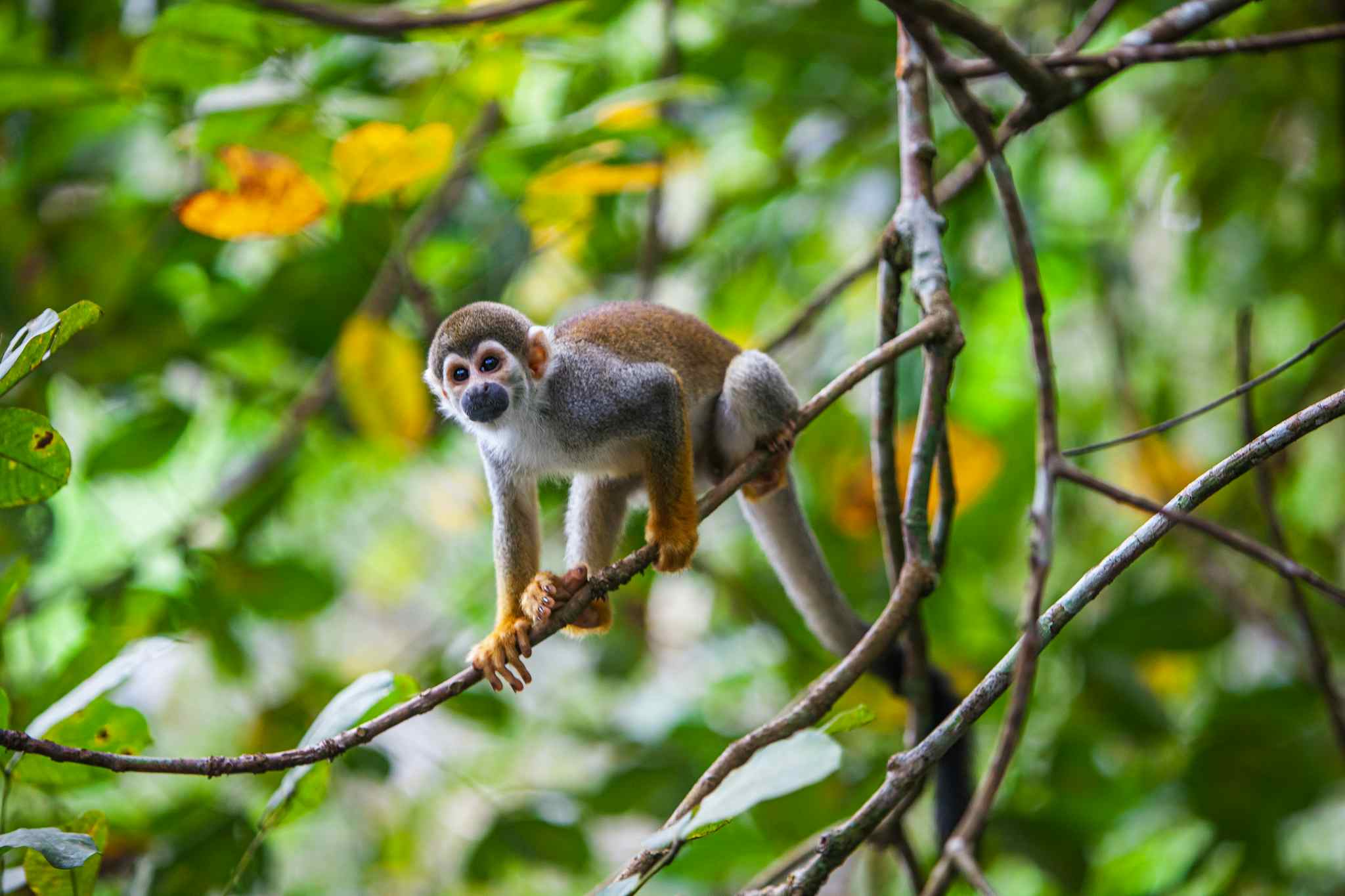 Monkey Animal Clay Lick Amazon Ecuador Adventure Journeys