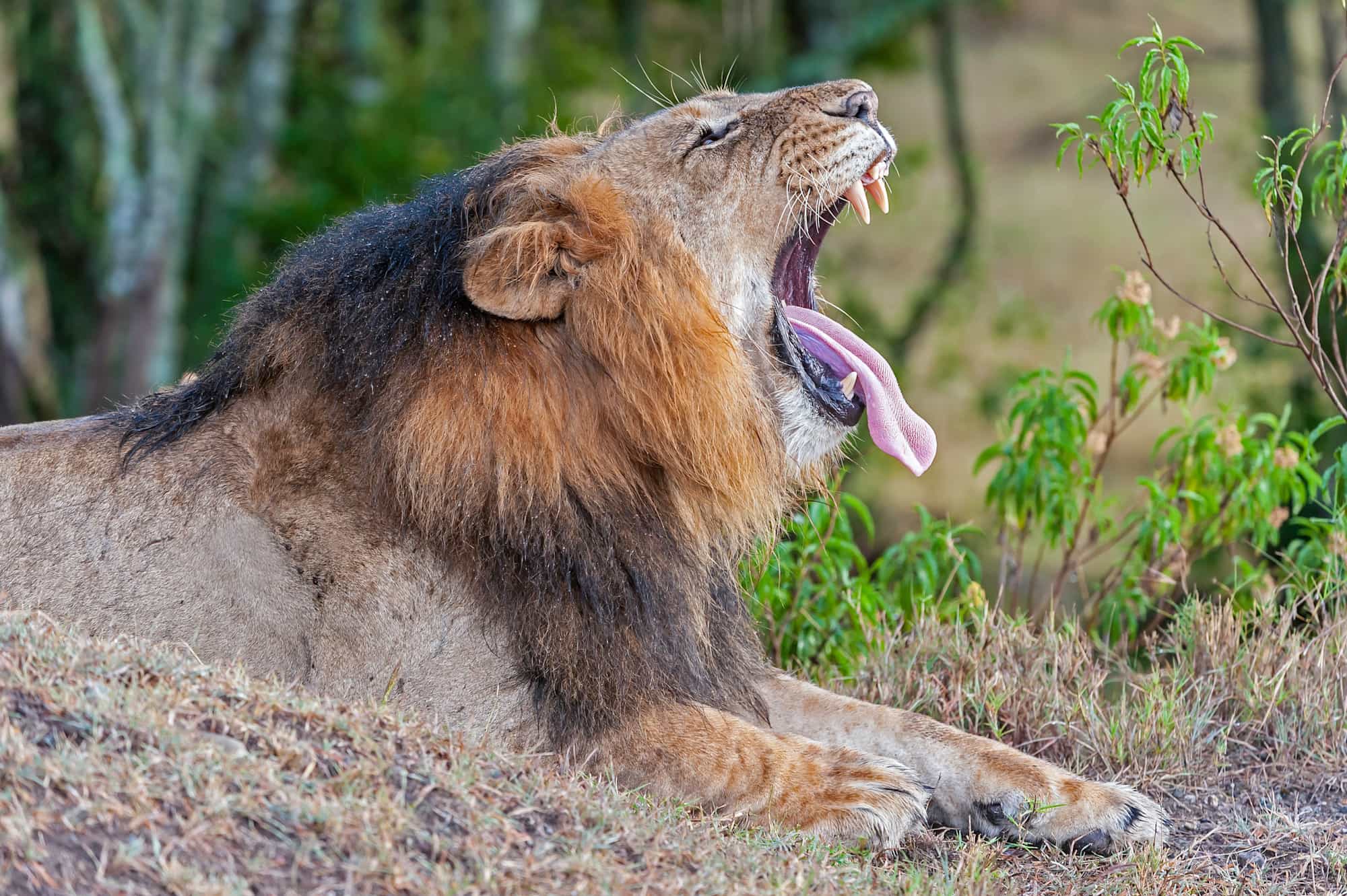 Lion in the Masai Mara, Kenya. . Photo: GettyImages-1438802909
