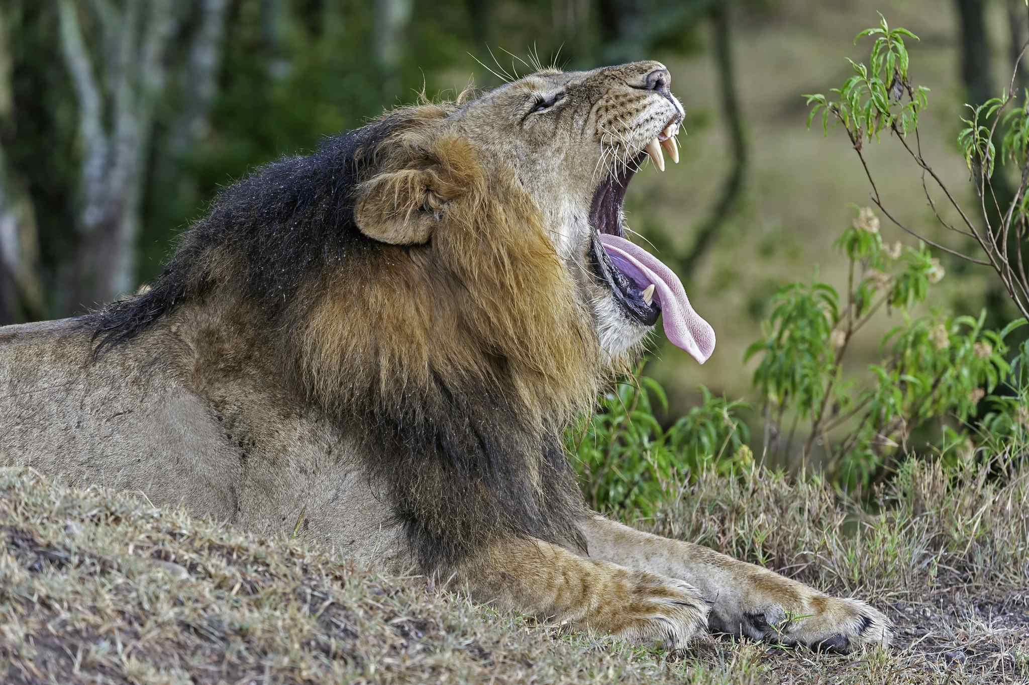 Lion in Ol Pejeta conservancy, Kenya. Photo: GettyImages-1438802909