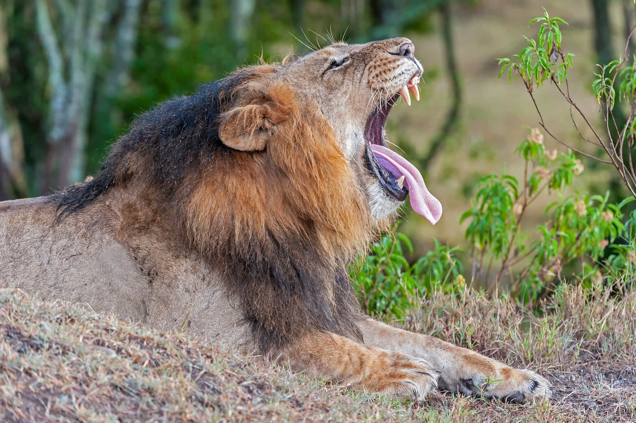 Lion in Ol Pejeta conservancy, Kenya. Photo: GettyImages-1438802909