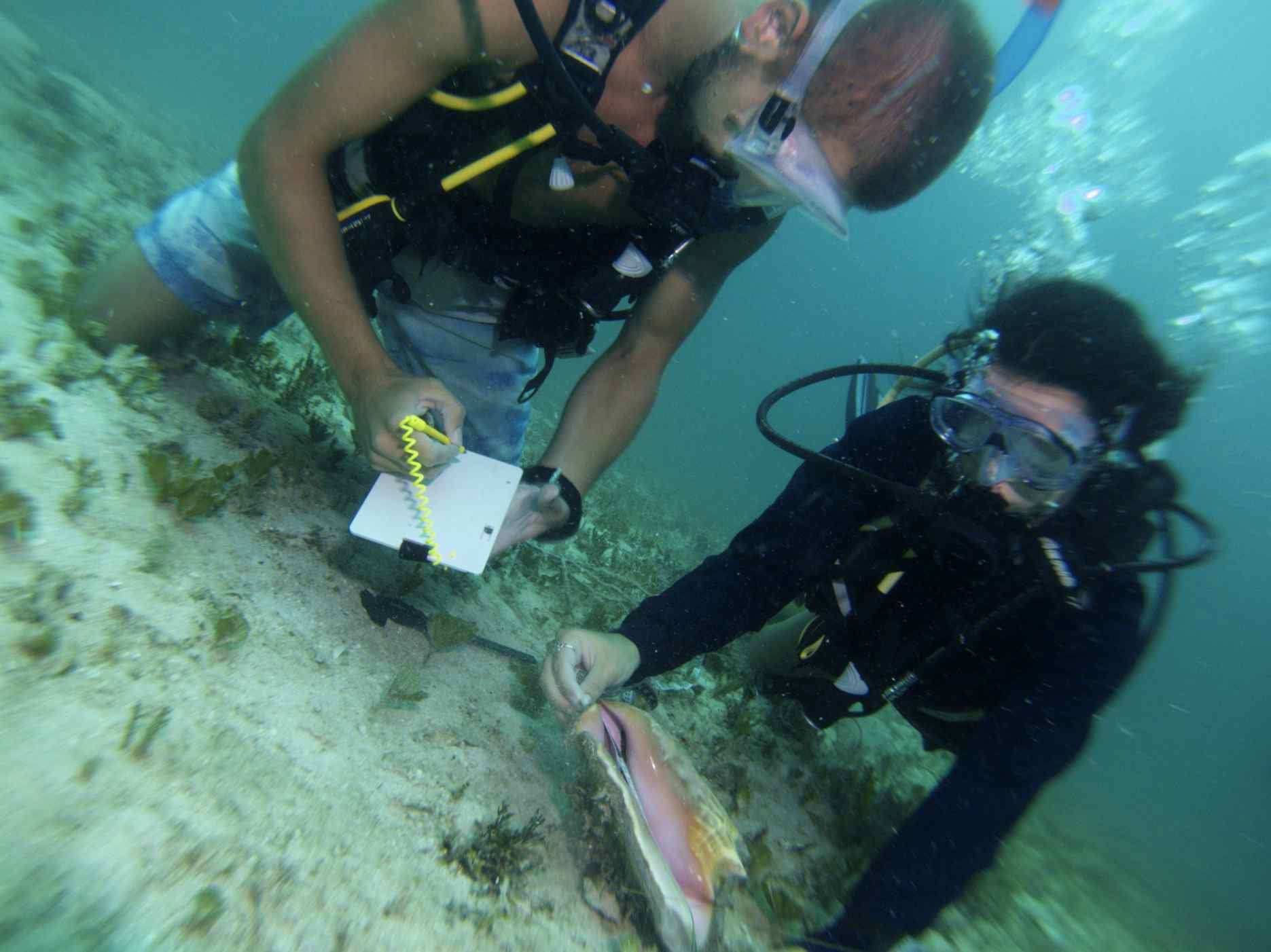 Dive the Belize Barrier Reef