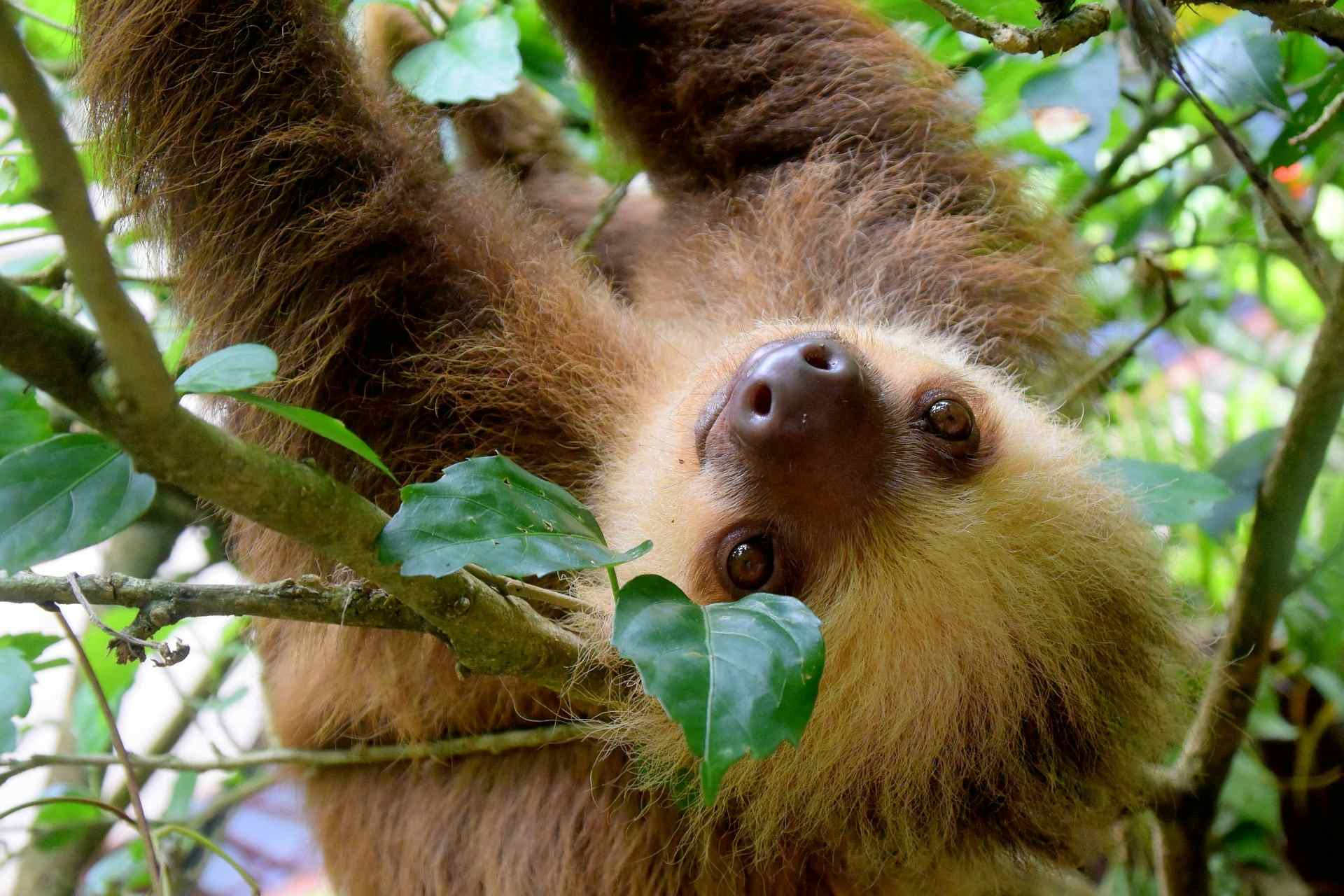 Sloth hanging upside down in a tree, Costa Rica