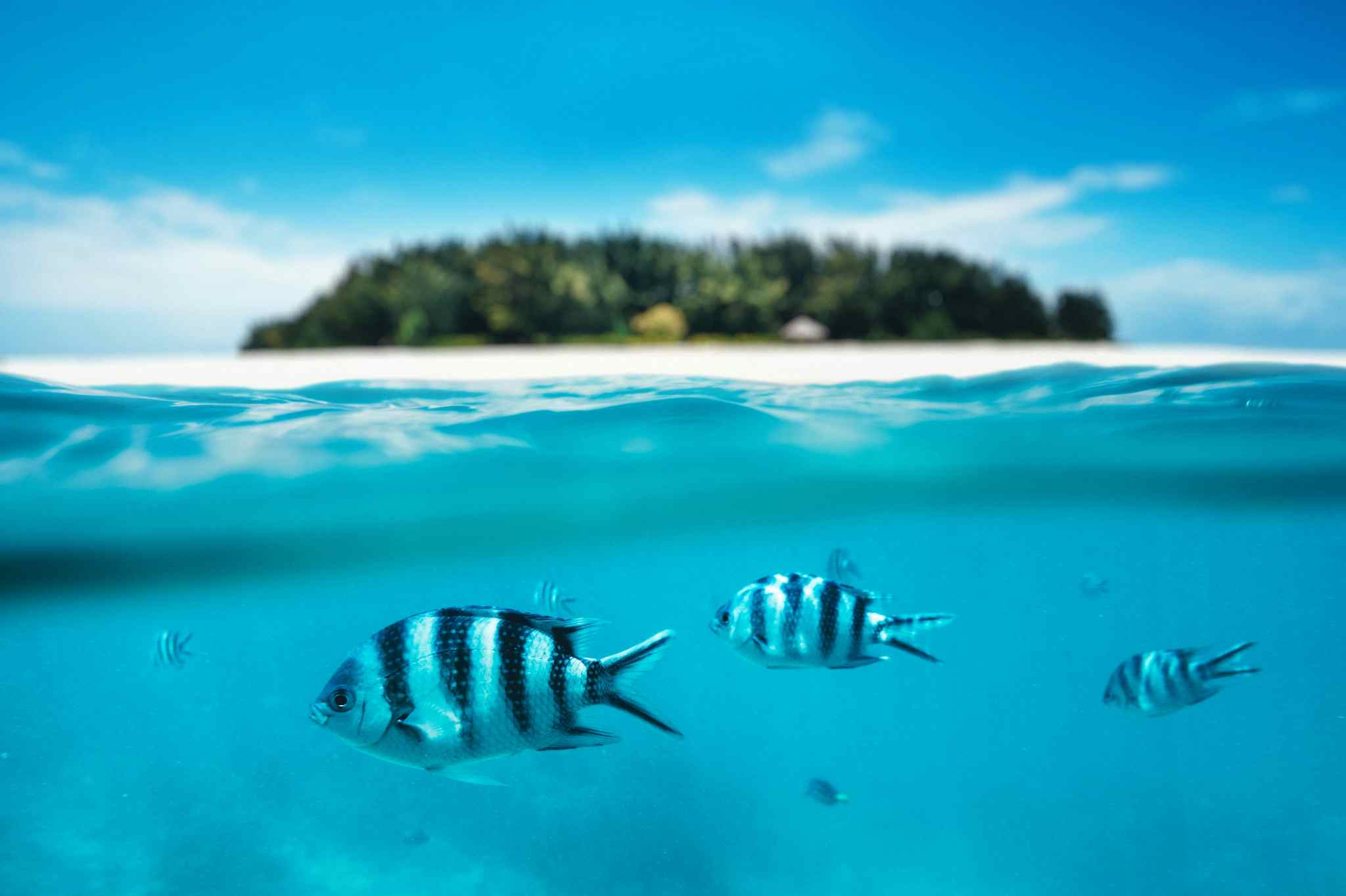 Underwater view of fish with a blurred view of Mnemba Island above the water level in the background, Tanzania.