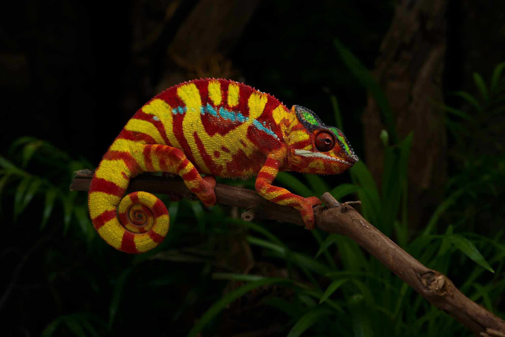 Chameleon at night, Madagascar. Photo: GettyImages-1188636178