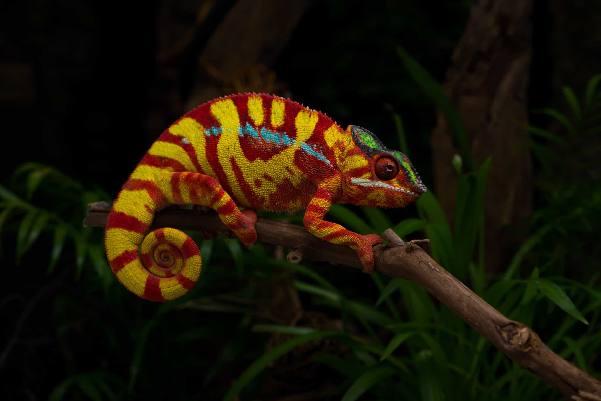 Chameleon at night, Madagascar. Photo: GettyImages-1188636178