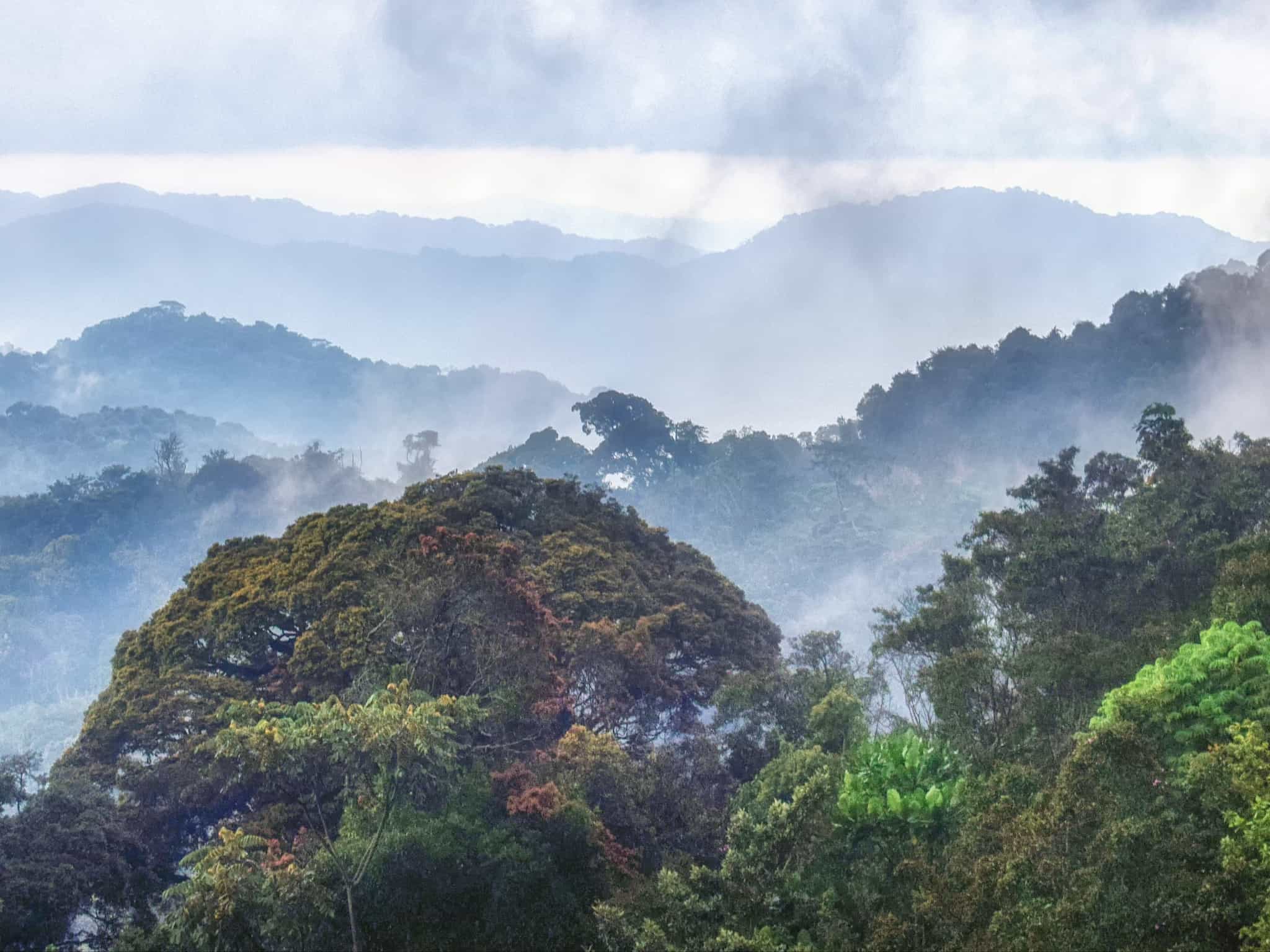 Rwanda Landscape, Nyungwe. Photo: Shutterstock-1112578523.