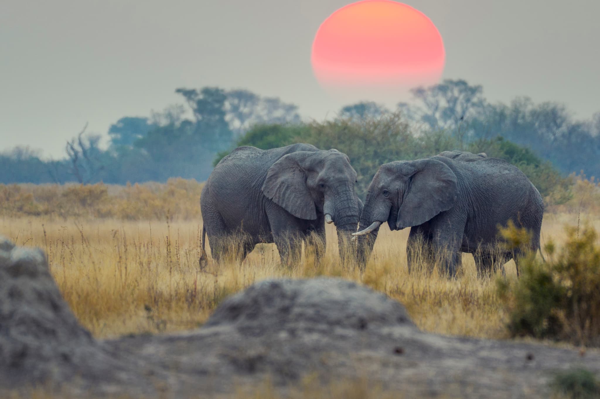 Elephants at sunset in Botswana.