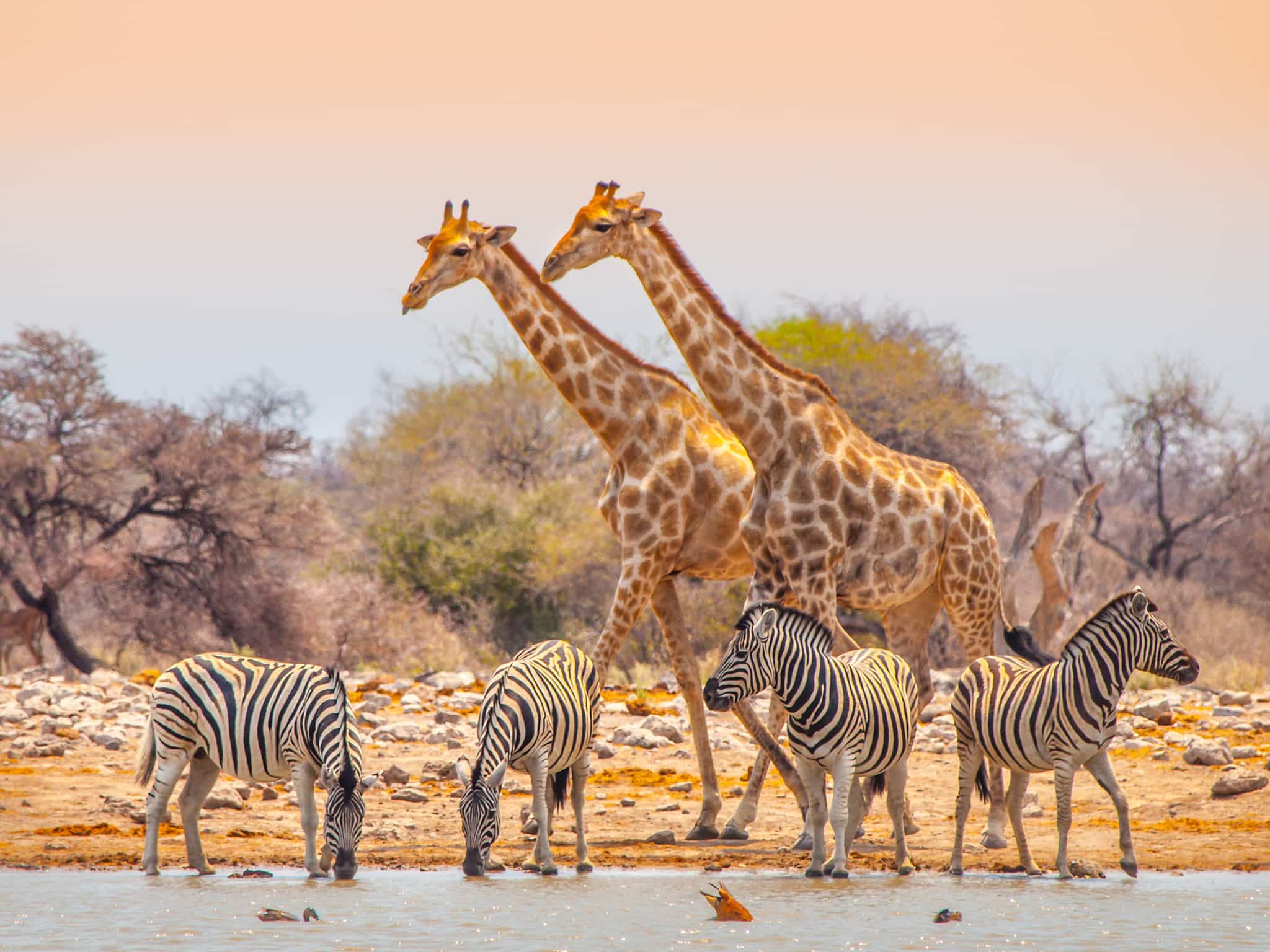 Two giraffes and four zebra at a watering hole in Etosha National Park, Namibia.