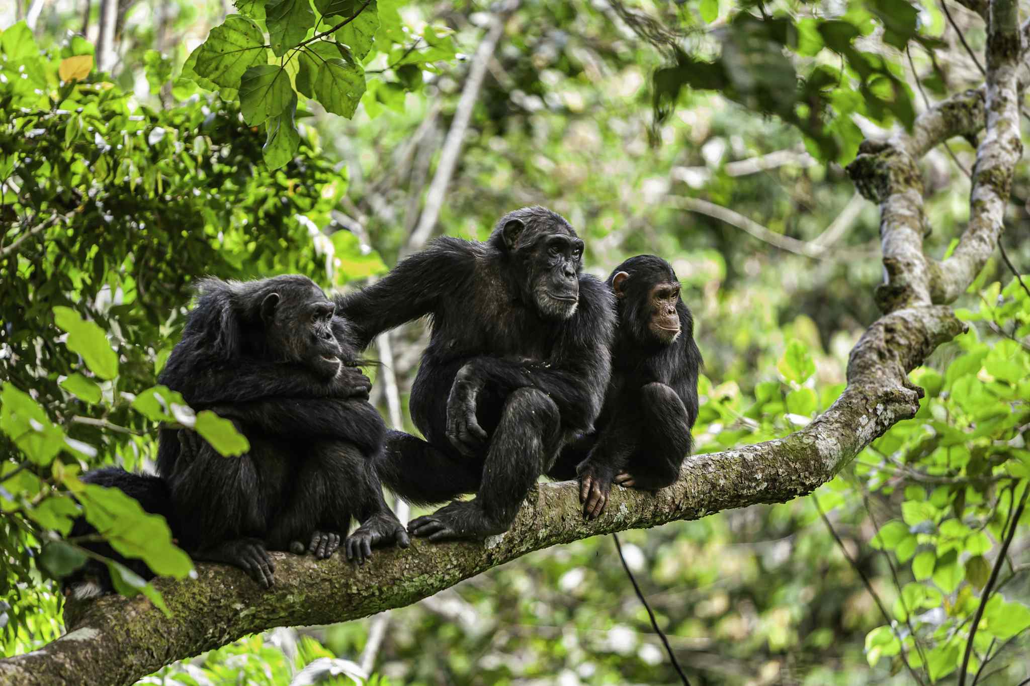 Chimpanzees, Mahale, Tanzania. Photo: GettyImages-1361427581